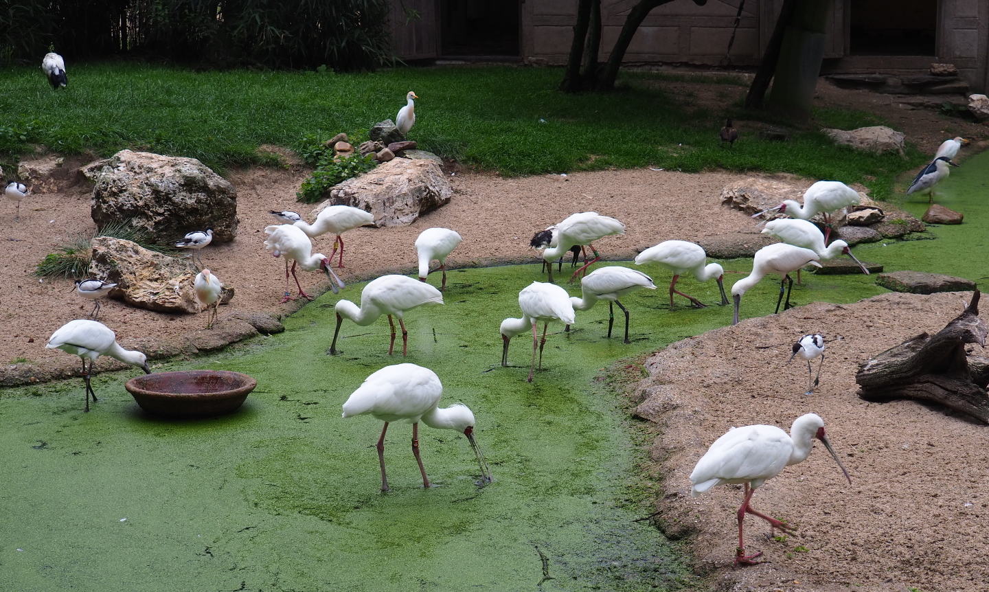 Foraging African spoonbills (Platalea alba), 2020-07-14