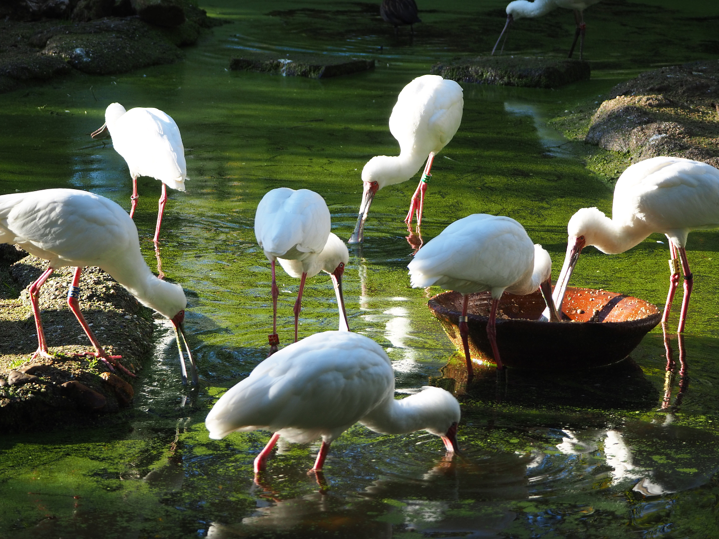 Foraging African spoonbills (Platalea alba), 2020-10-10