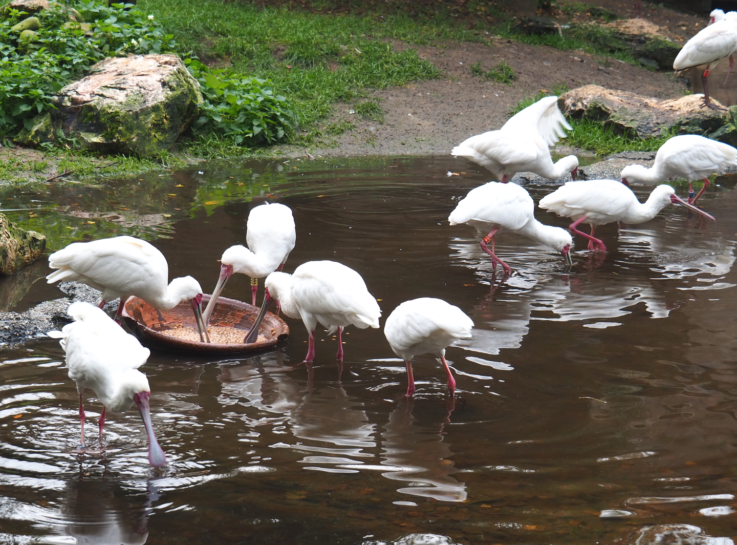 Foraging African spoonbills (Platalea alba), 2021-11-06
