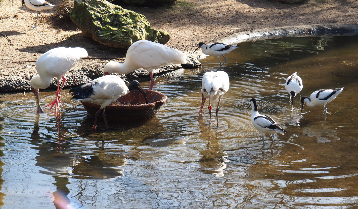 Foraging African spoonbills (Platalea alba), Sacred ibis (Threskiornis aethiopicus) and Pied avocets (Recurvirostra avosetta), 2021-02-23