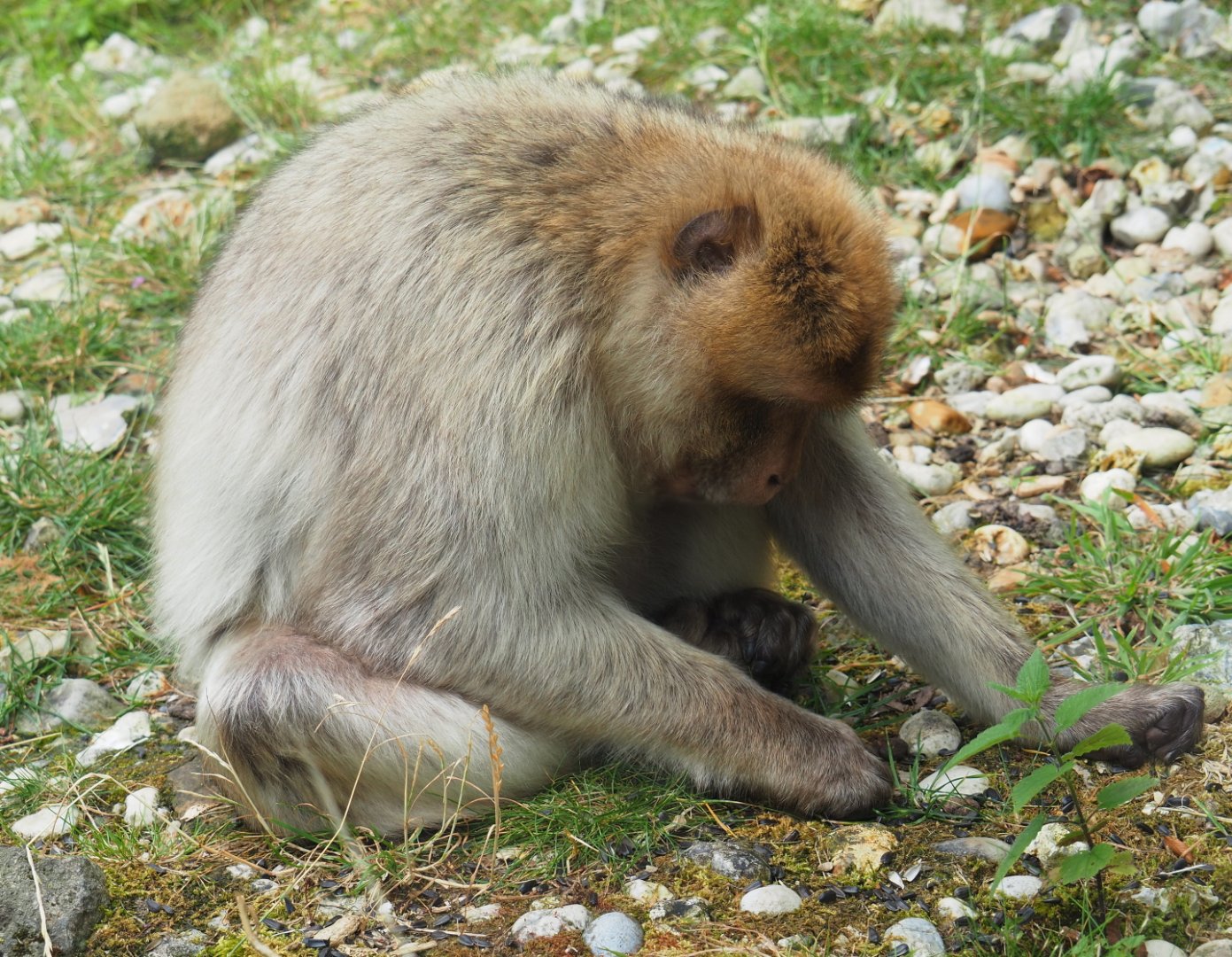 Foraging Barbary macaque (Macaca sylvanus), 2019-07-21