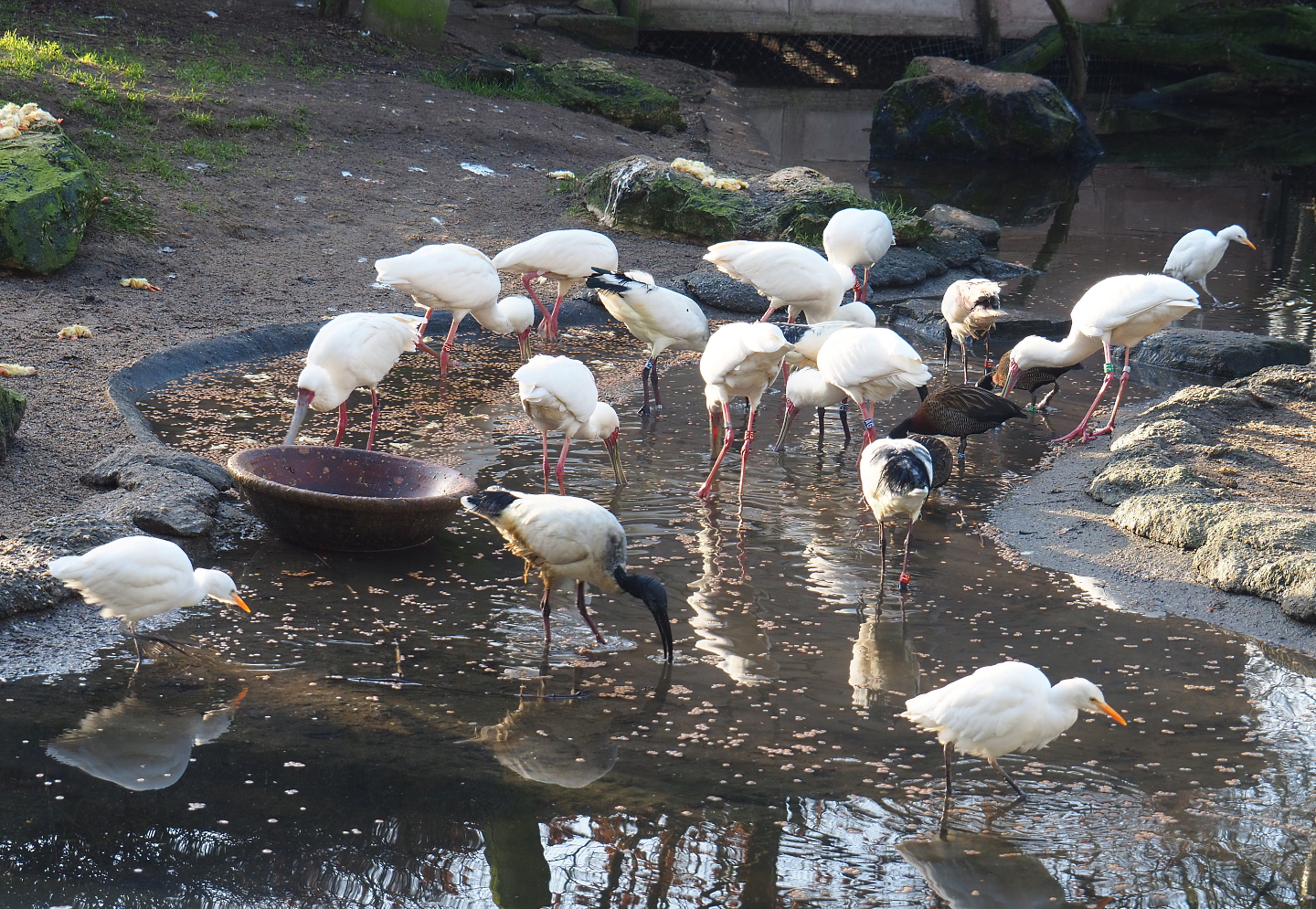 Foraging birds in the African waterfront aviary, 2022-01-30