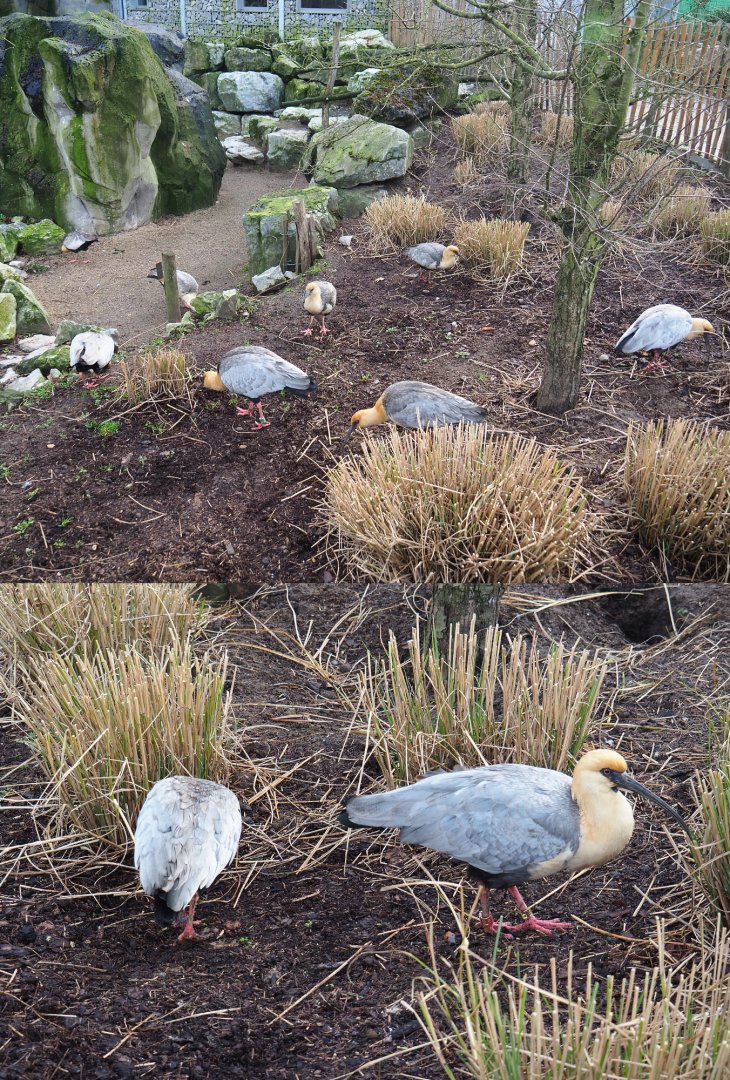 Foraging Black-faced ibises (Theristicus melanopis), 2020-01-11