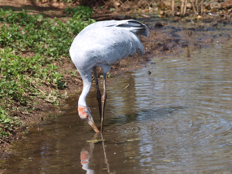 Foraging brolga (April 19th, 2015)