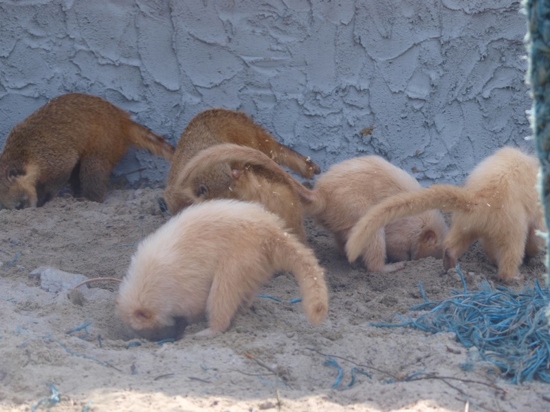 Foraging coatis (April 19th, 2015)