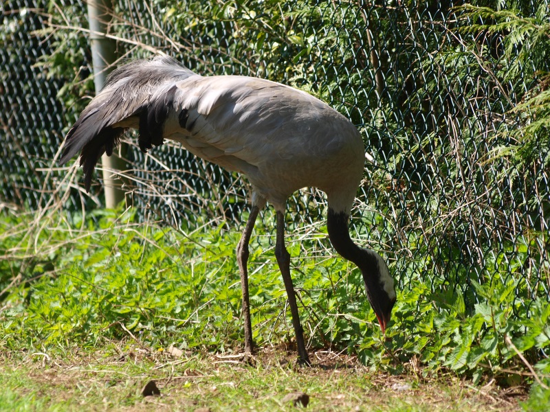 Foraging common crane (April 19th, 2015)