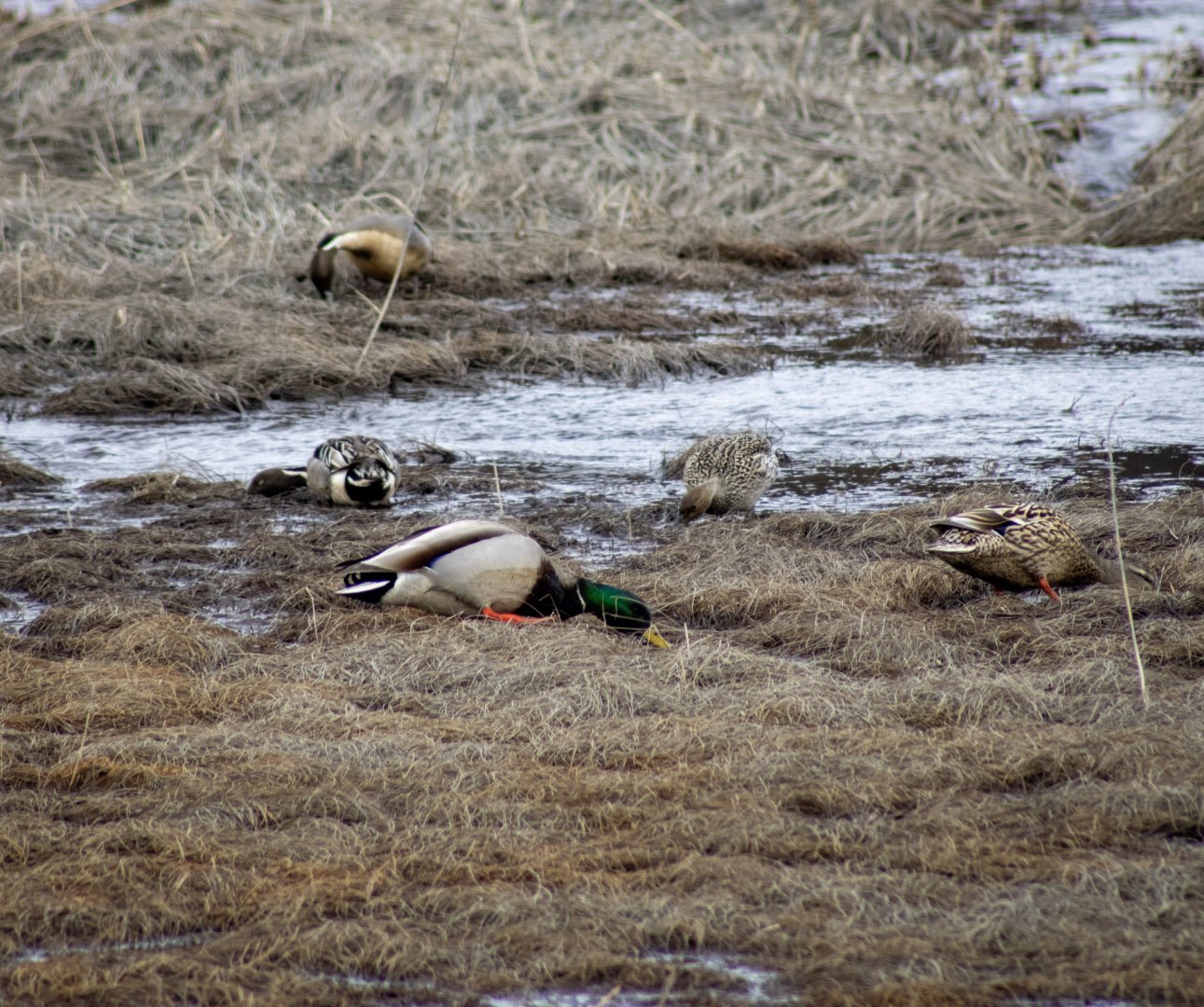 Foraging Ducks - Alaska