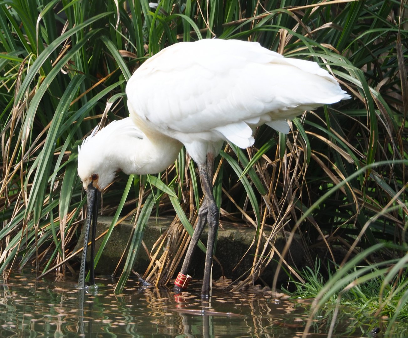 Foraging Eurasian spoonbill (Platalea leucorodia), 2021-04-20