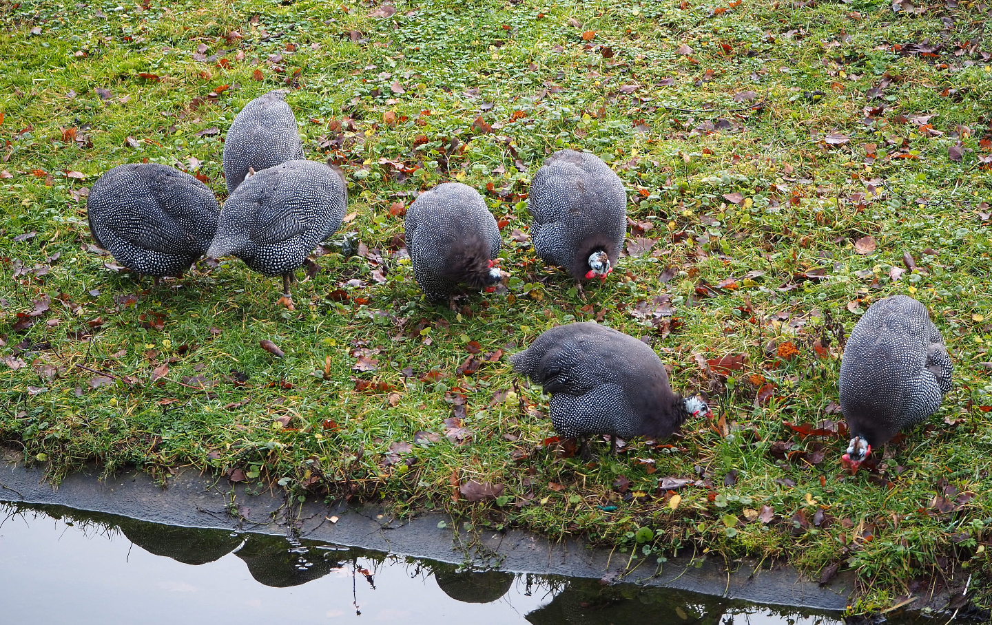 Foraging Helmeted guineafowl (Numida meleagris), 2020-01-11
