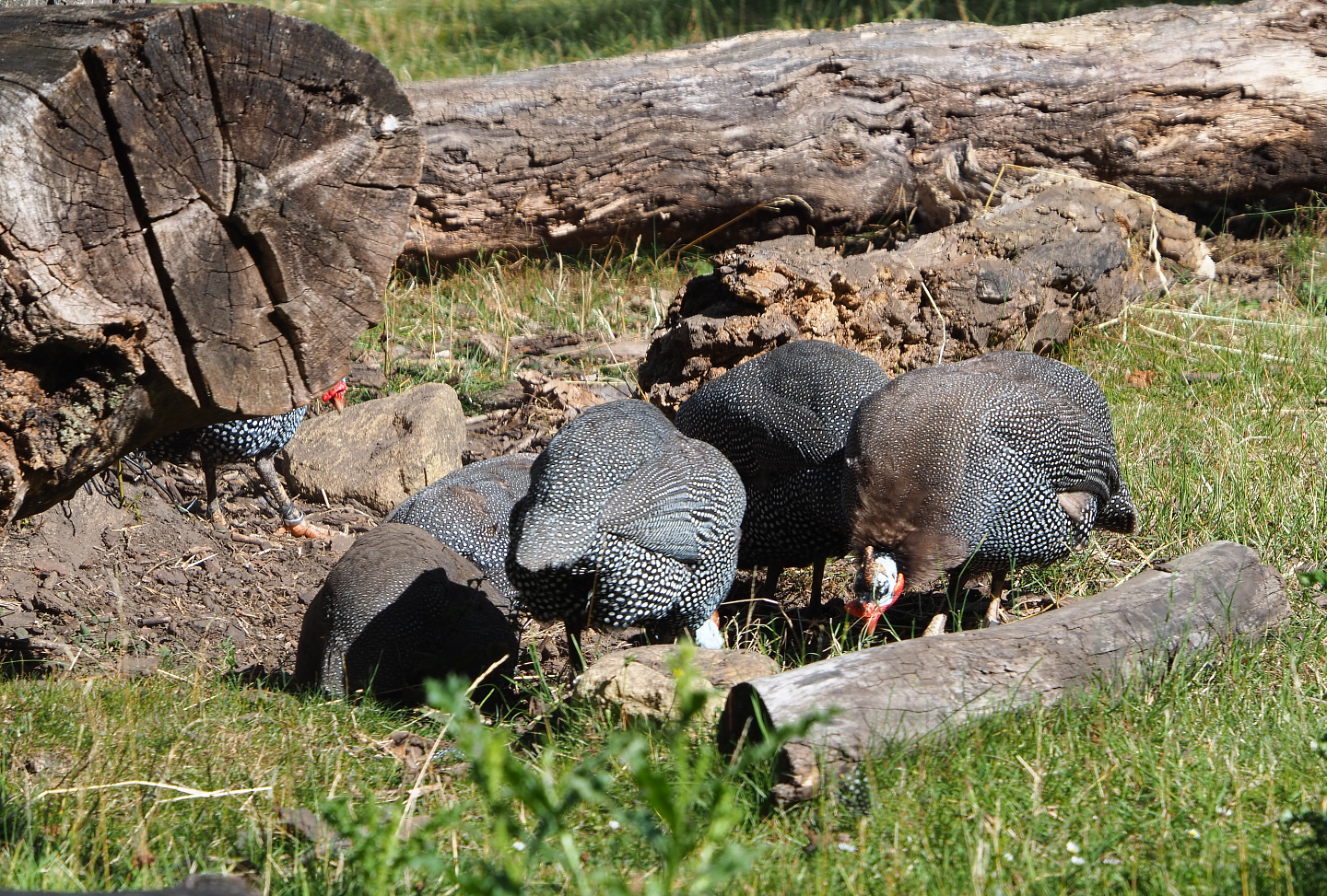 Foraging Helmeted guineafowls (Numida meleagris), 2020-07-21