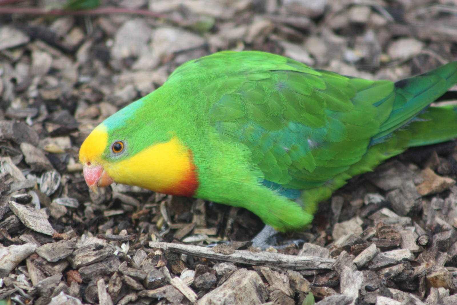 Foraging in Polytelis Paradise, 14th August 2014