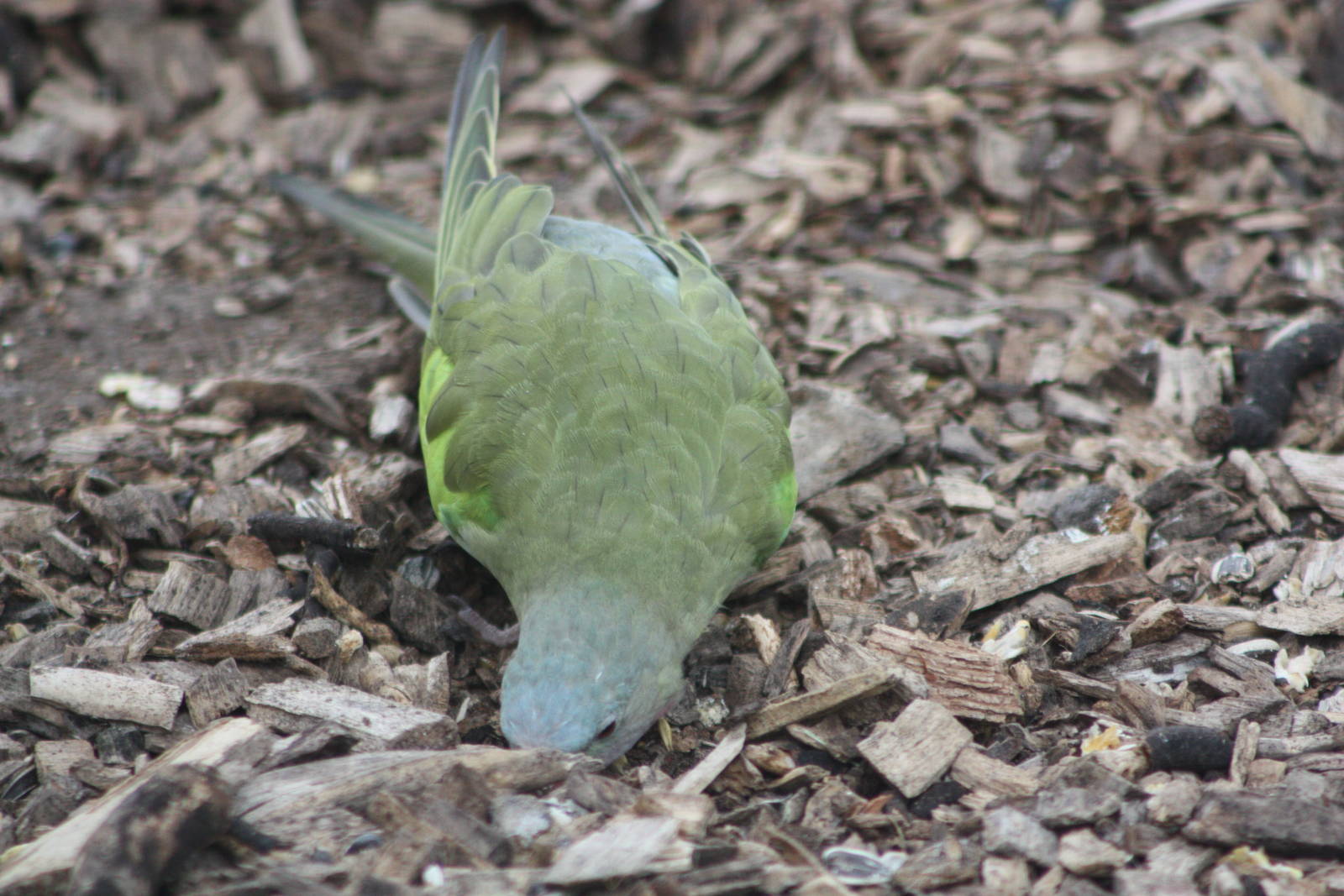 Foraging in Polytelis Paradise, 14th August 2014