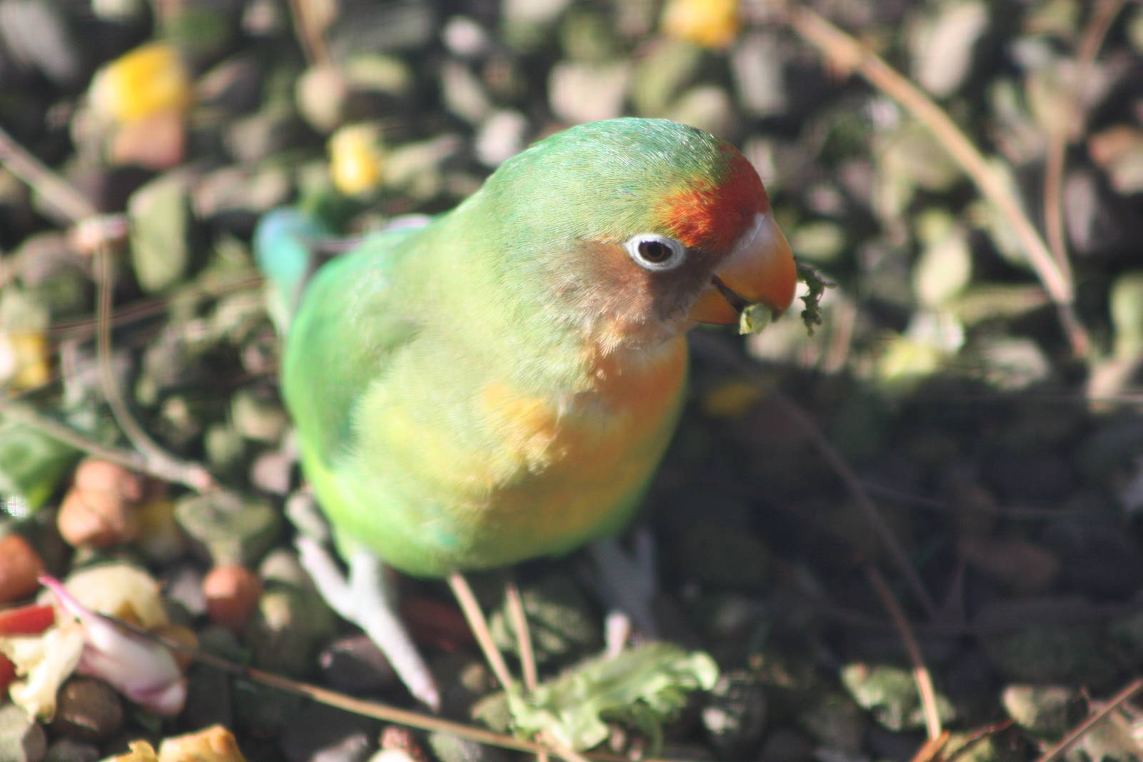 Foraging on the floor, 23rd October 2014