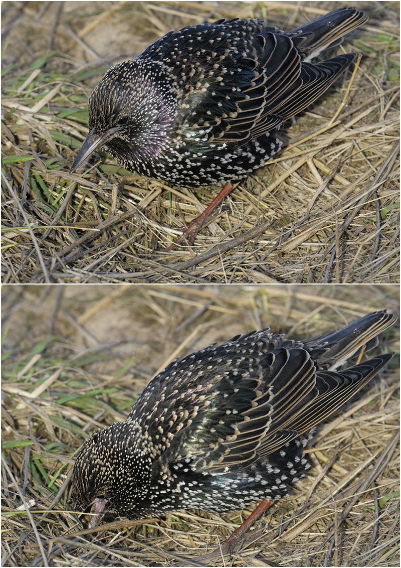 Foraging starling