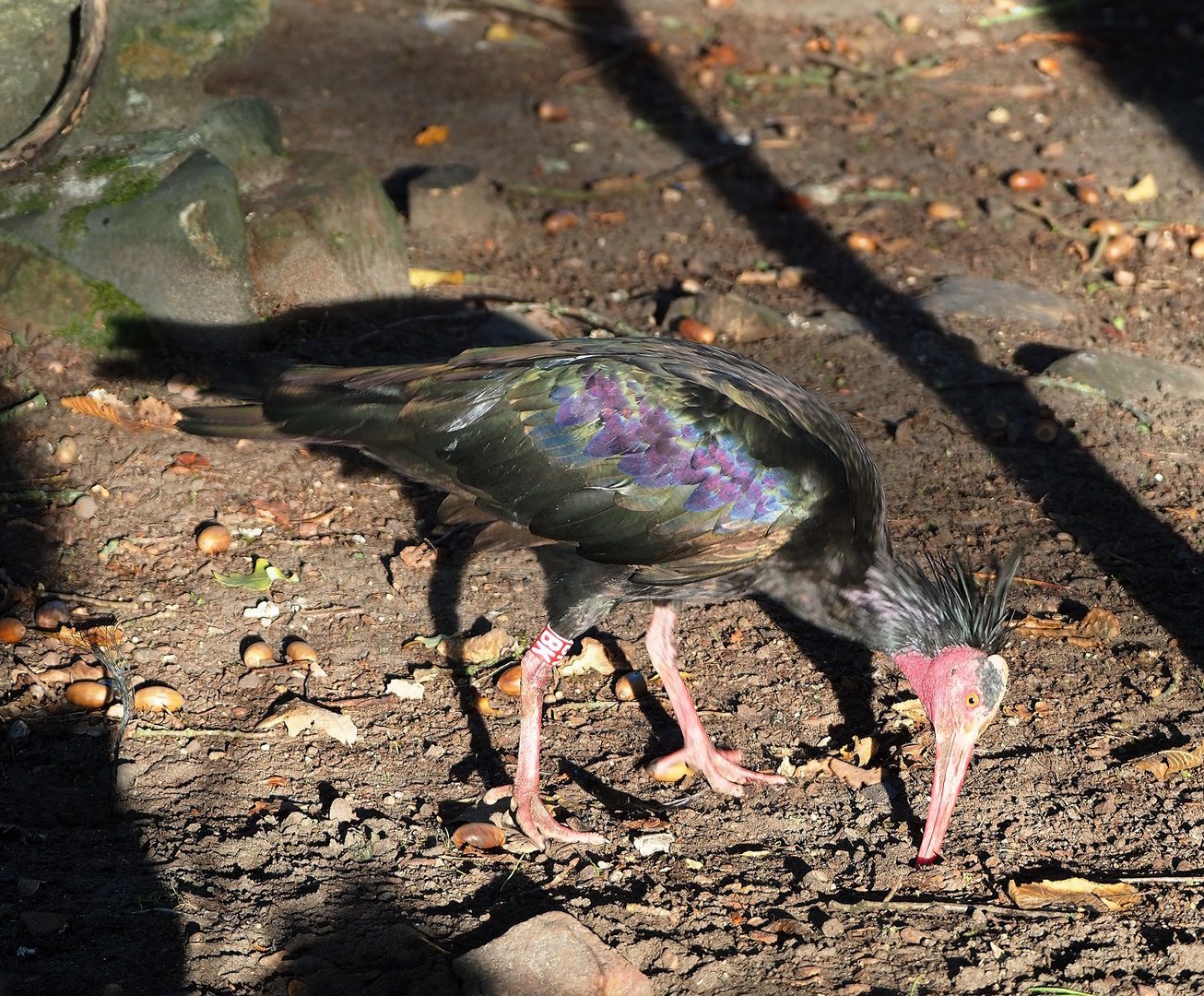 Foraging Waldrapp (Geronticus eremita), 2022-11-12
