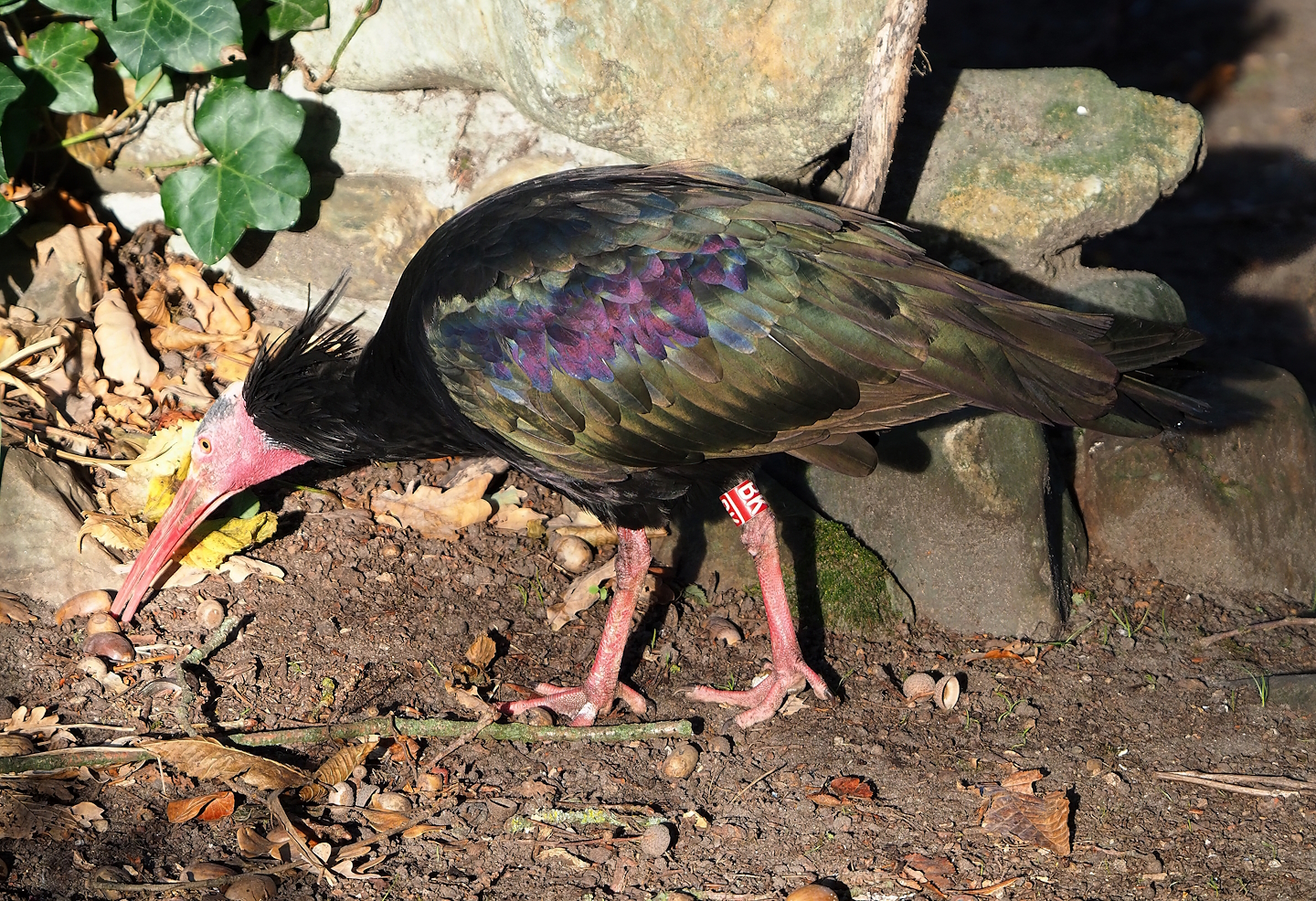 Foraging Waldrapp (Geronticus eremita), 2022-11-12