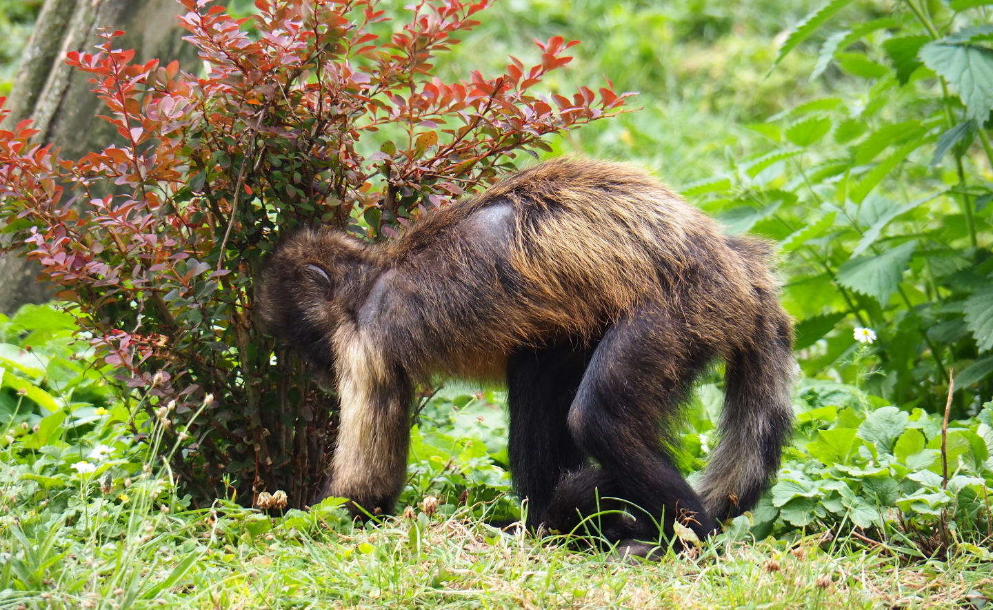 Foraging yellow-breasted capuchin (Sapajus xanthosternos), 2019-07-21