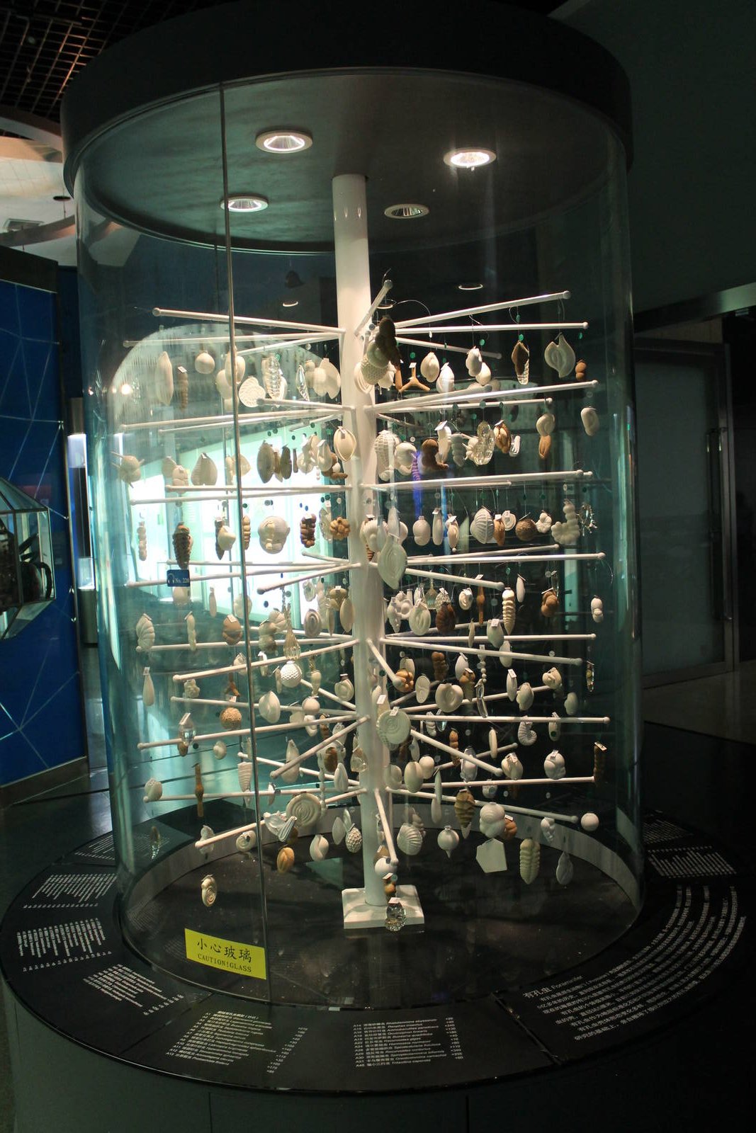 Foraminifera display