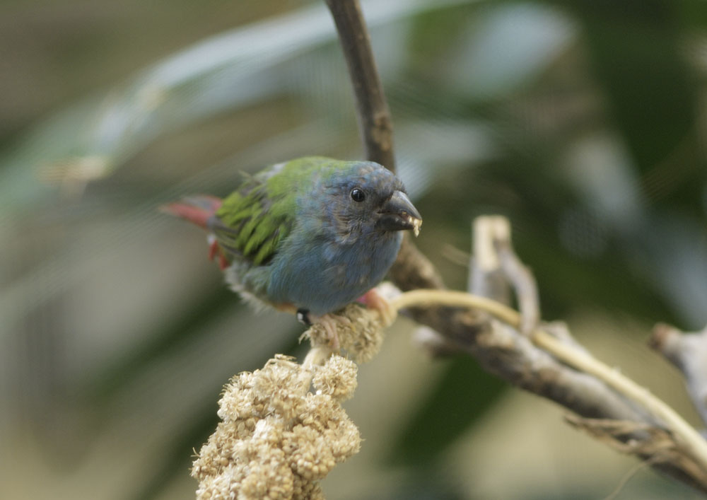 Forbe's parrot finch