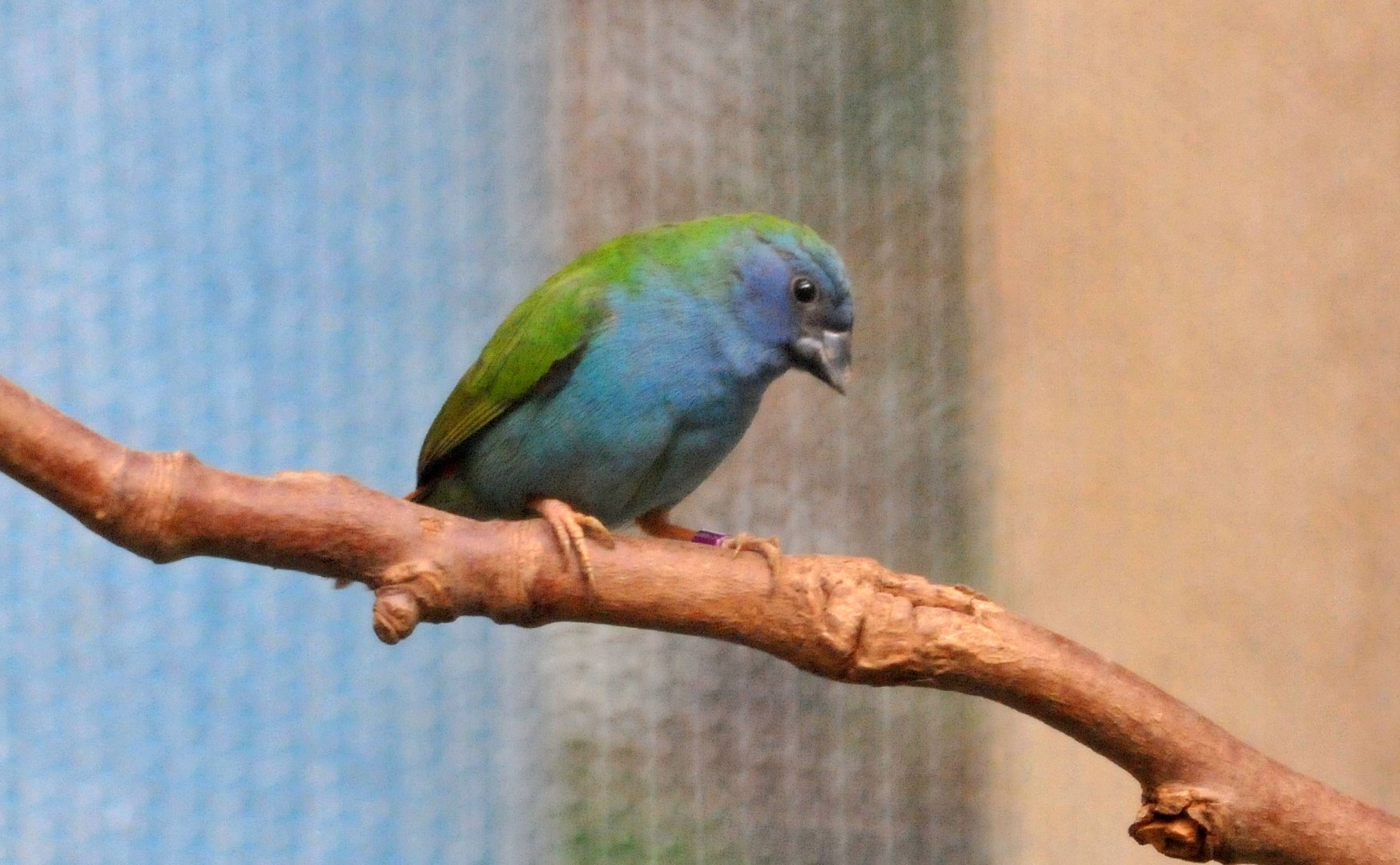 Forbe's Parrotfinch