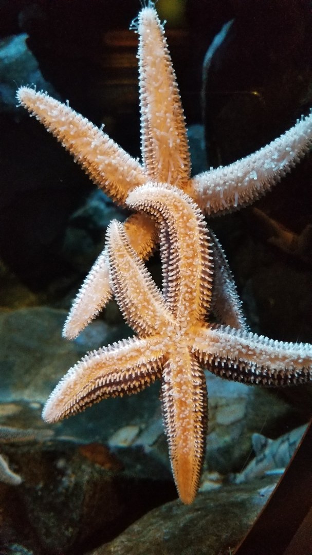 Forbes sea star