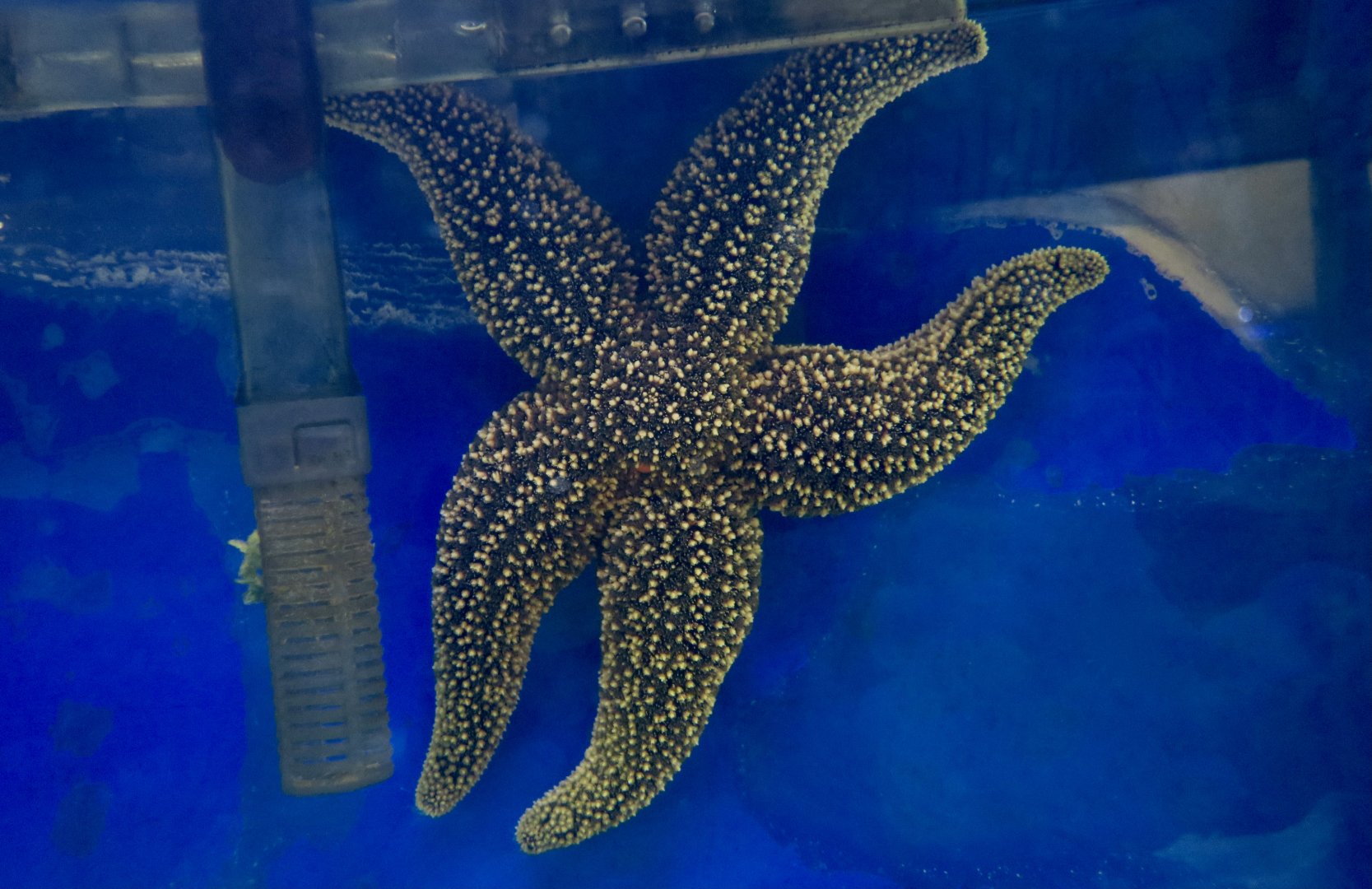 Forbes's Sea Star (Asterias forbesi)