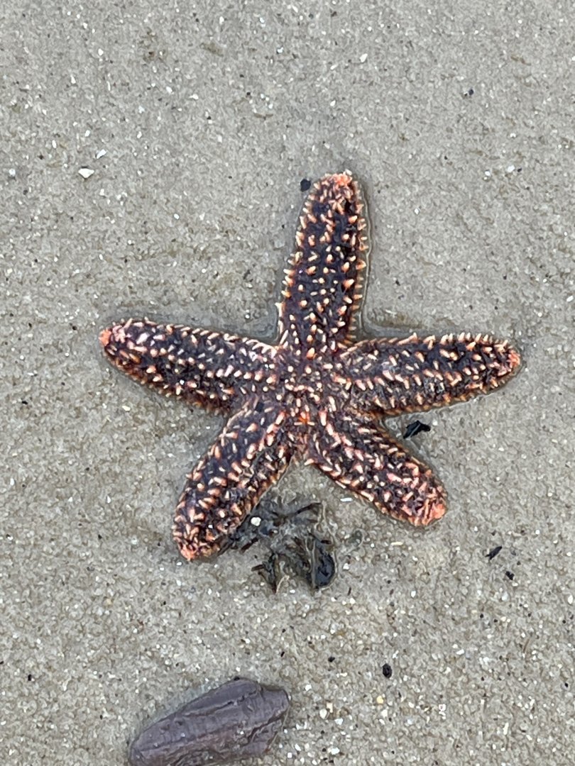 Forbes’s Sea Star