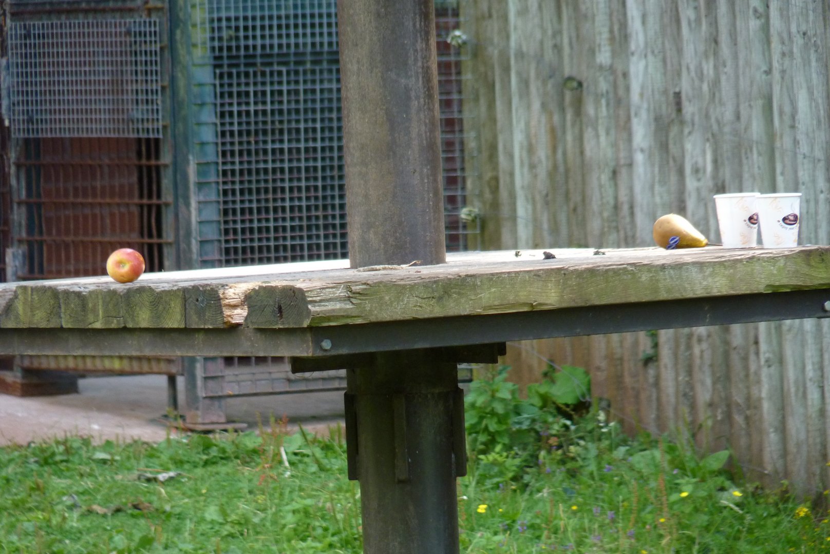 Forbidden fruit, Orangutan island, July 2017