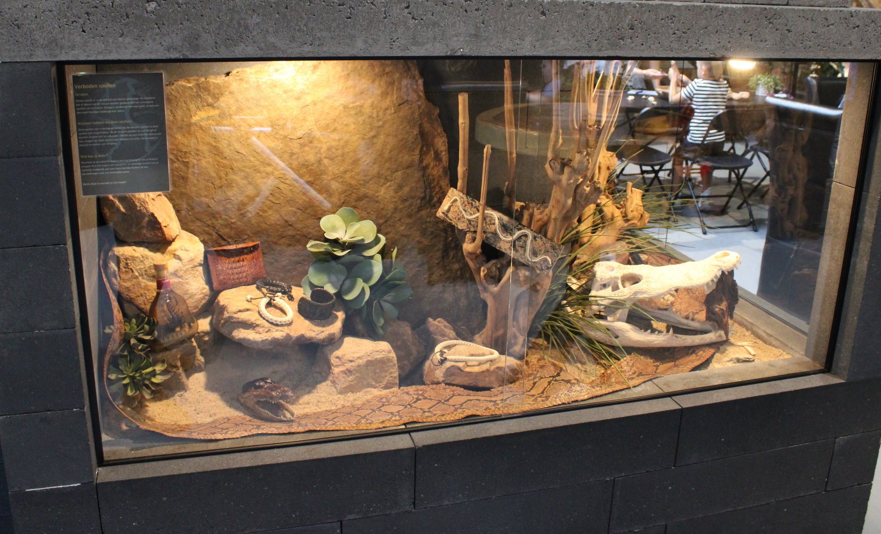 "Forbidden reptile souvenirs"