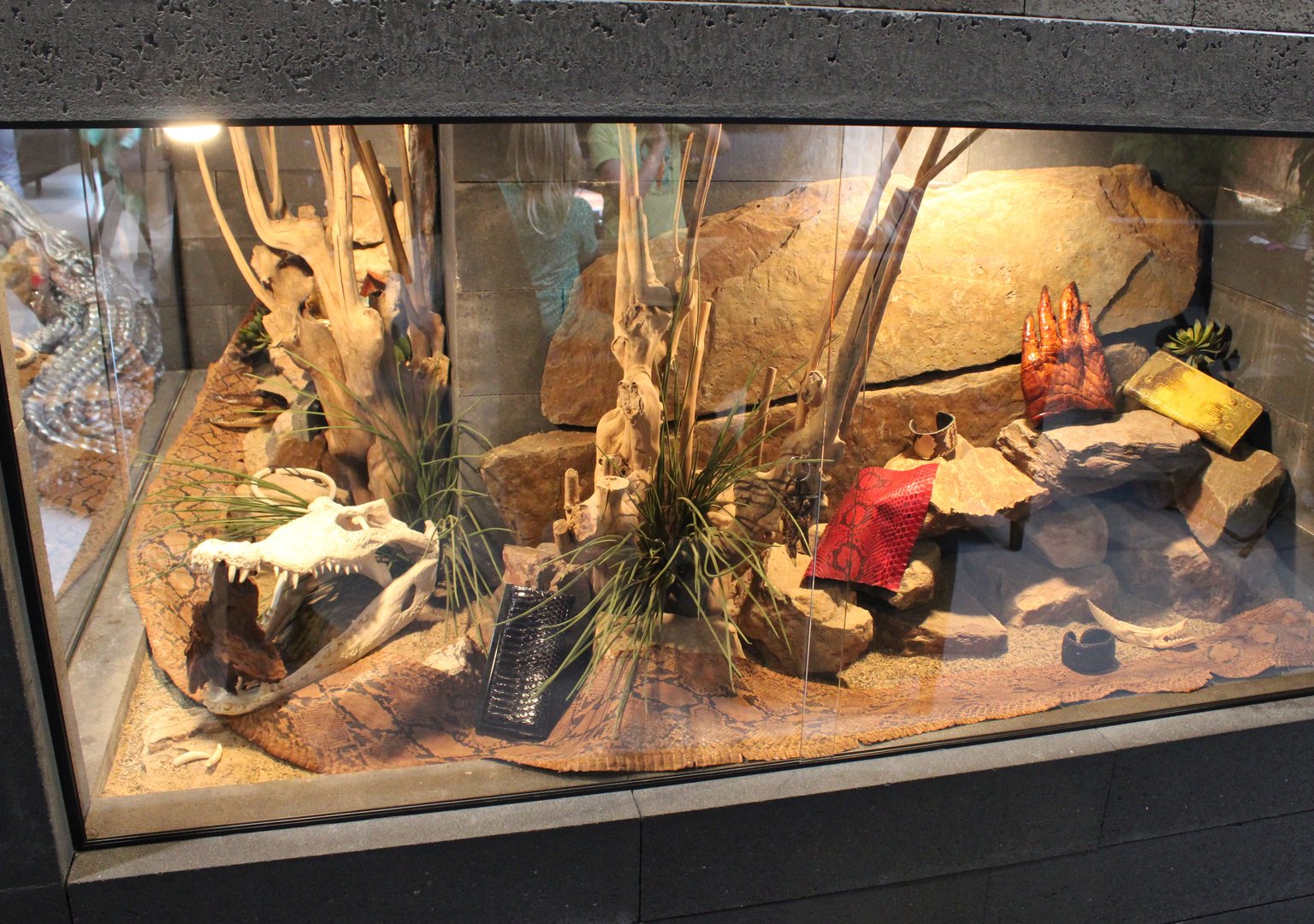 "Forbidden reptile souvenirs"