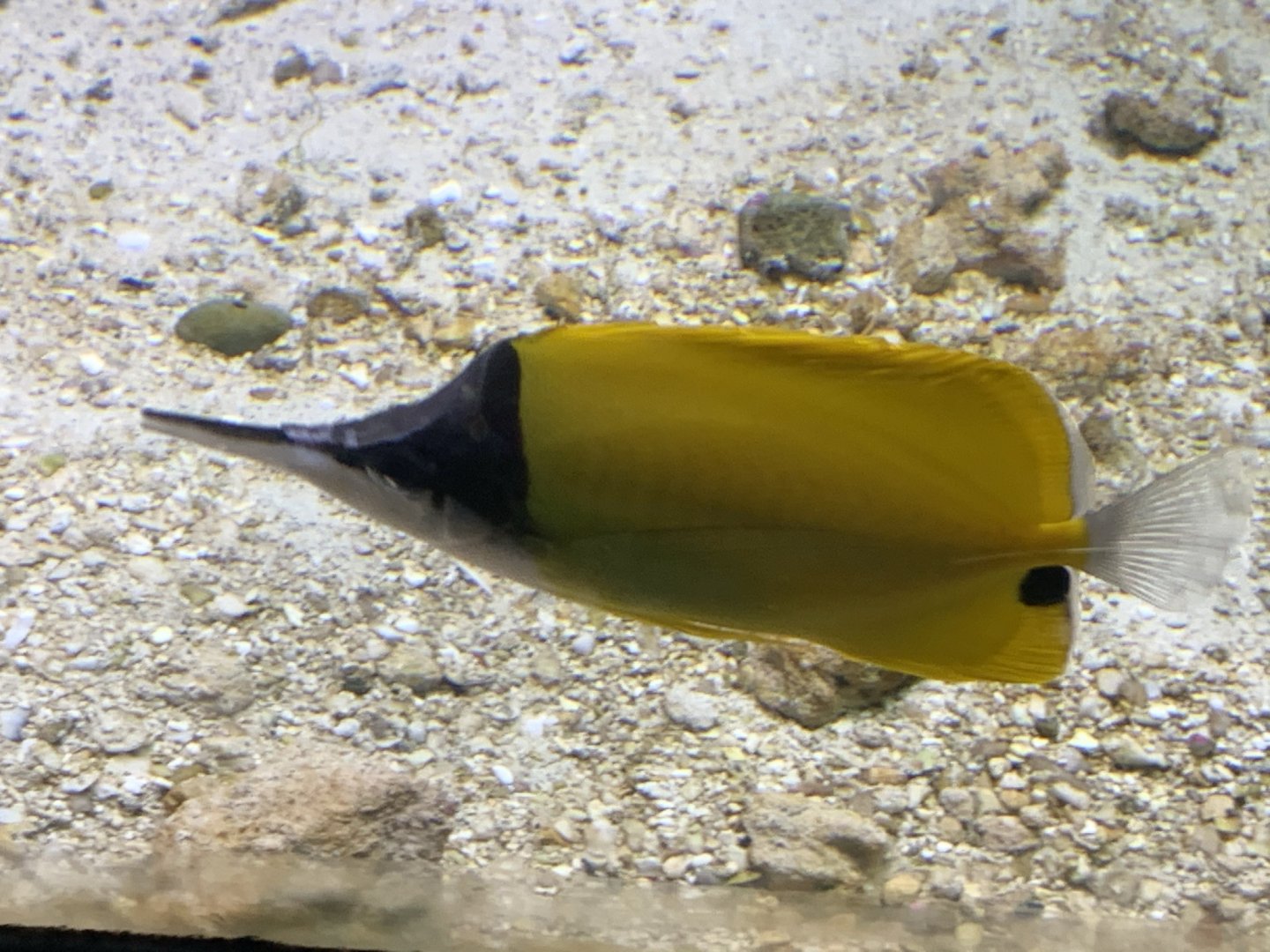 Forceps Butterflyfish (Forcipiger flavissimus)