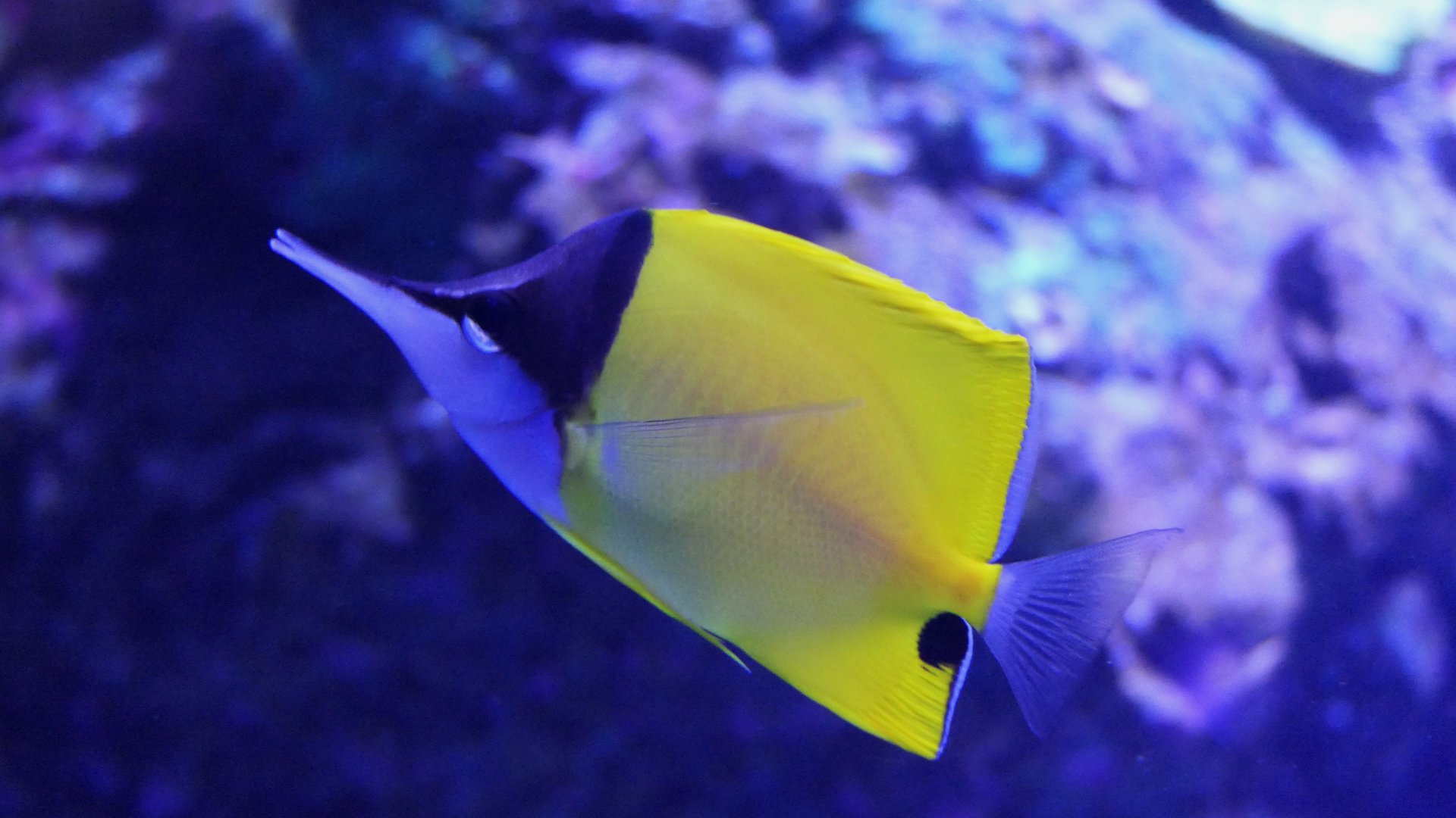 Forceps Butterflyfish (Forcipiger flavissimus)