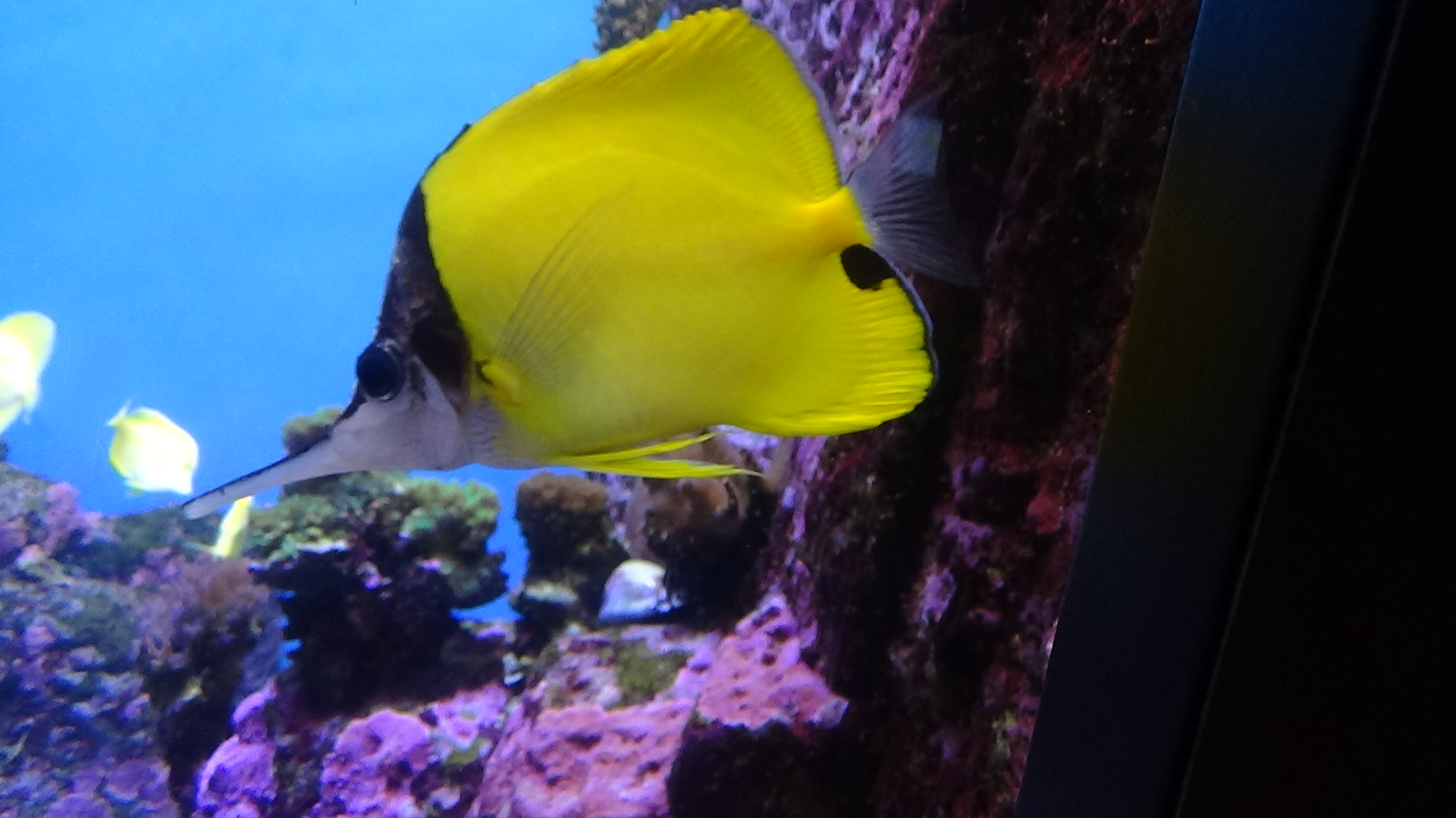 Forceps butterflyfish