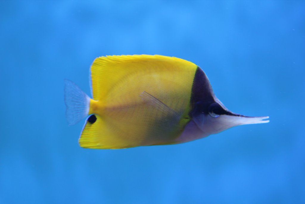 Forcepsfish (Forcipiger flavissimus)