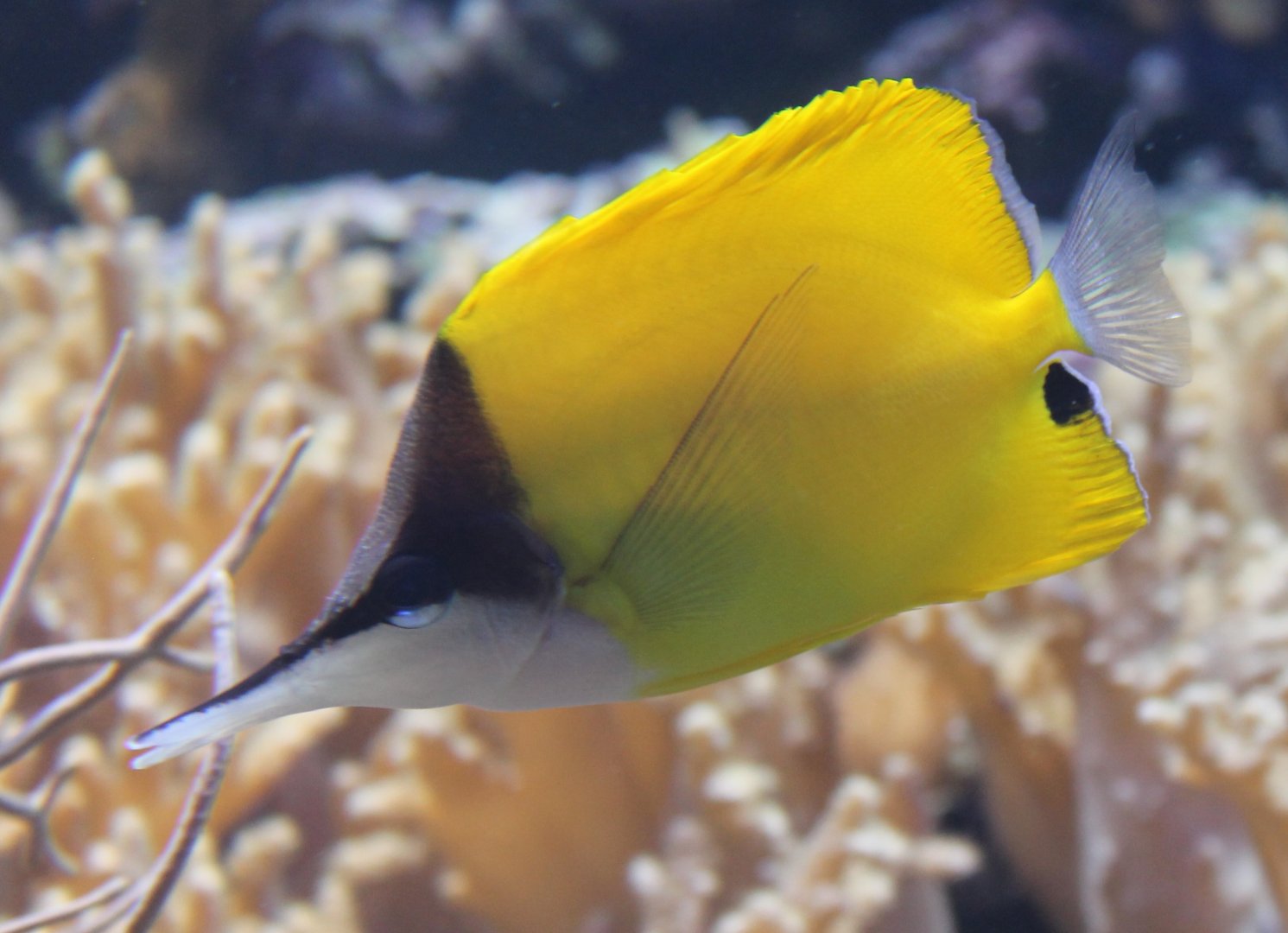 Forcipiger flavissimus - Long-nose butterflyfish