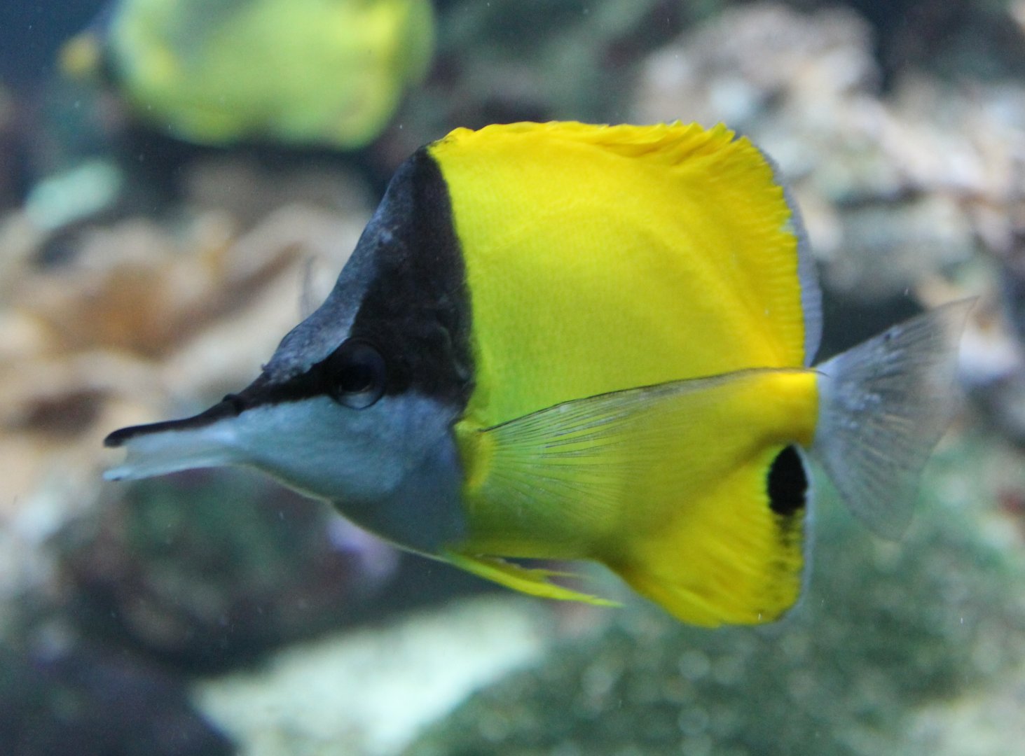 Forcipiger flavissimus - Yellow long-nosed butterflyfish