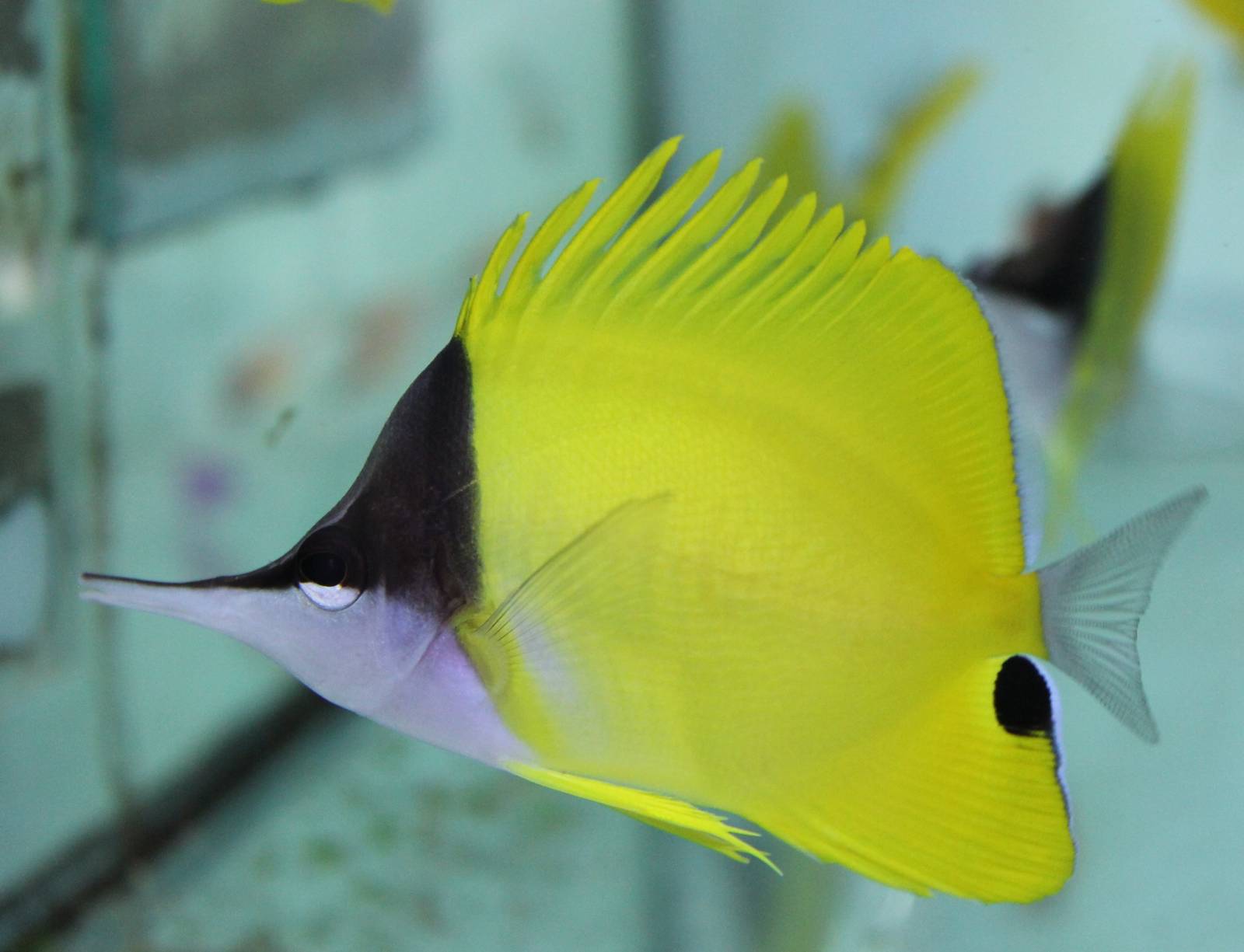 Forcipiger flavissimus