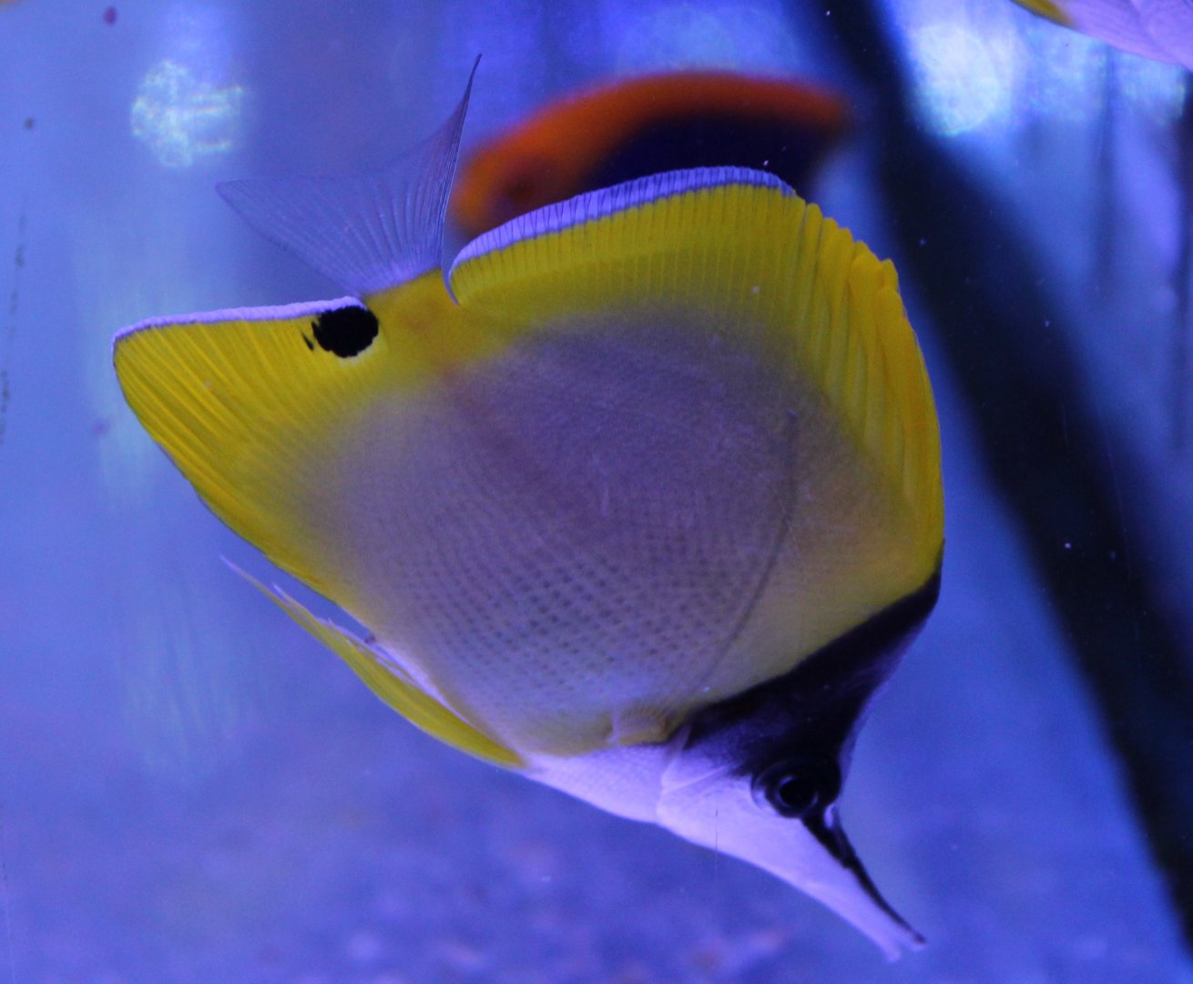 Forcipiger flavissimus