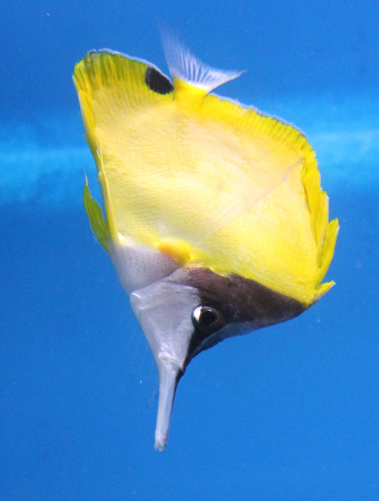 Forcipiger longirostris