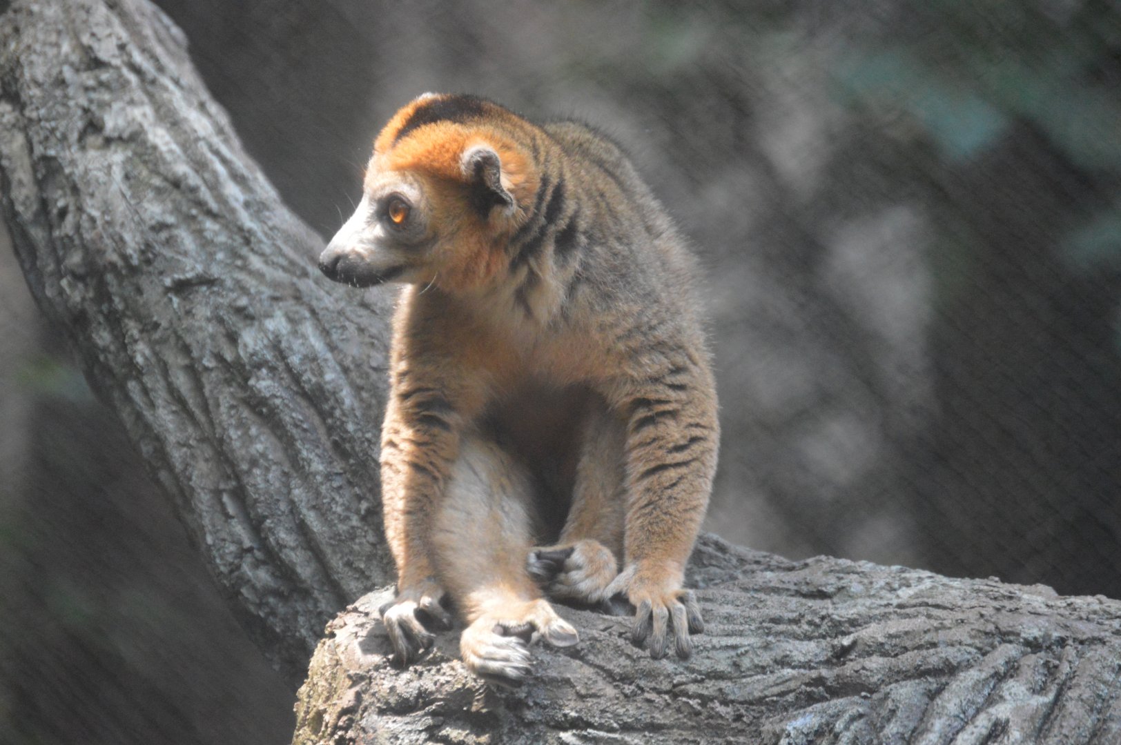 Ford African Forest - Living Treehouse - Crowned Lemur