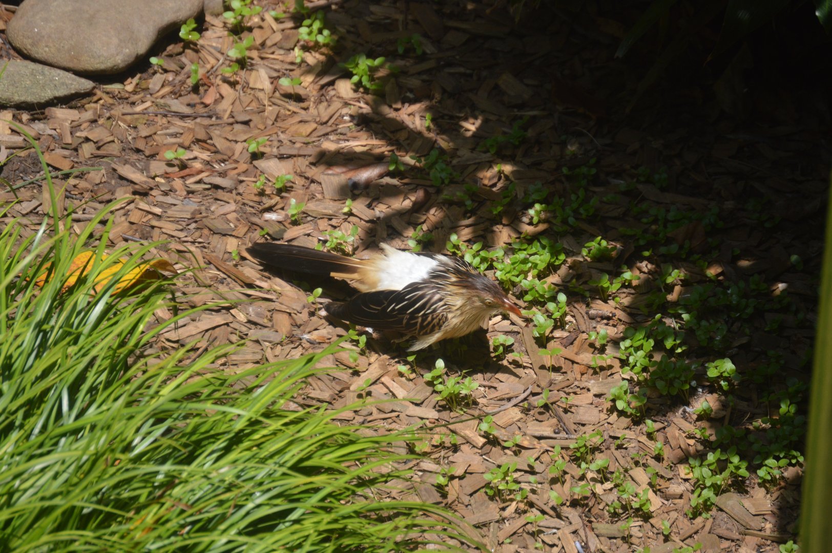 Ford African Forest - Living Treehouse - Guira Cuckoo