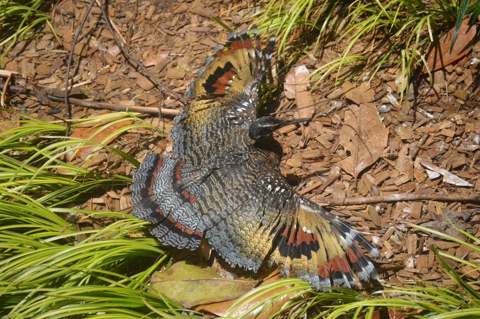 Ford African Forest - Living Treehouse - Sunbittern