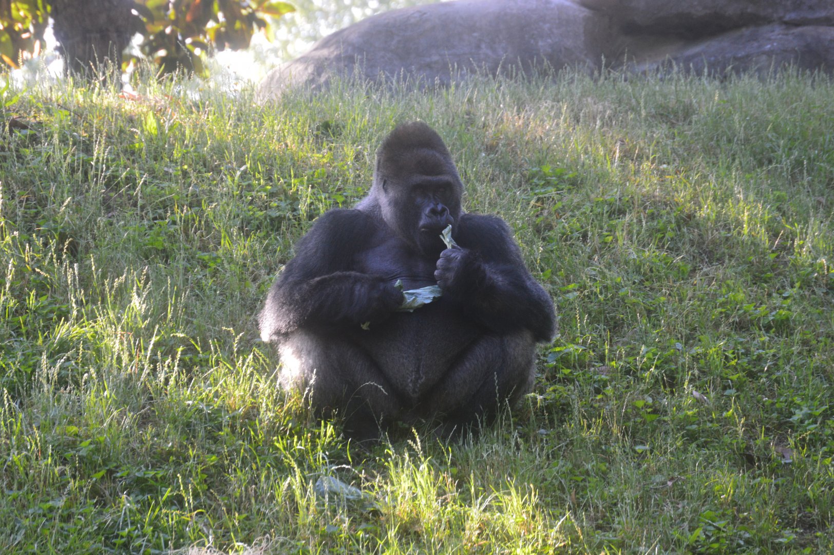 Ford African Forest - Western Lowland Gorilla