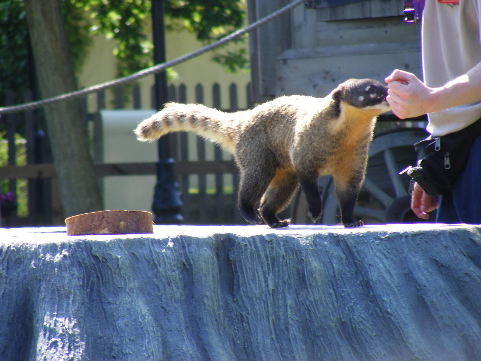 Fordham the hog-nosed coati at Chessington Zoo, 24 May 2009