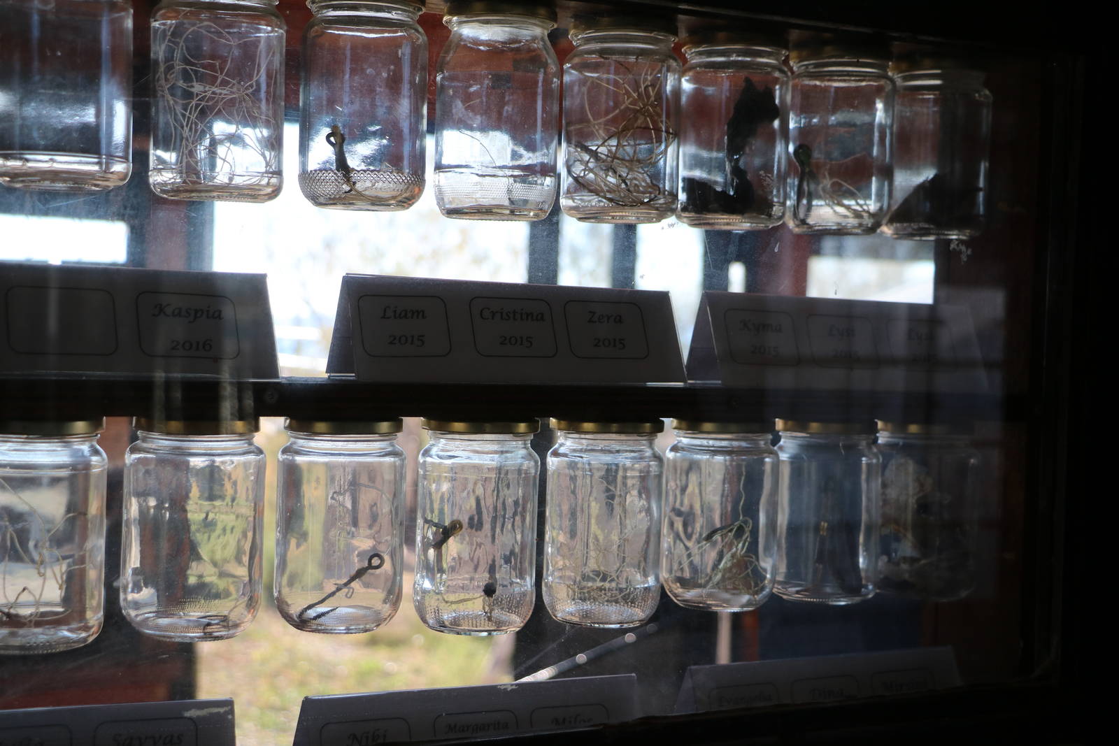 Foreign objects surgically removed from inside rescued turtles - Sea Turtle