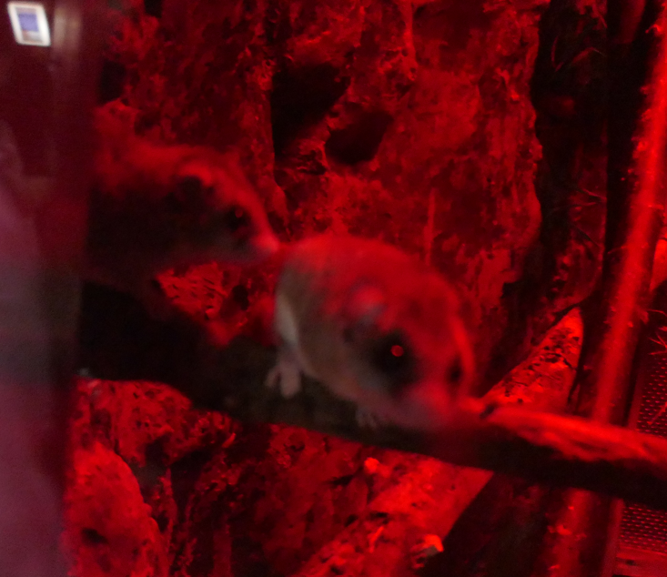 Forest African Dormouse (Graphiurus murinus)