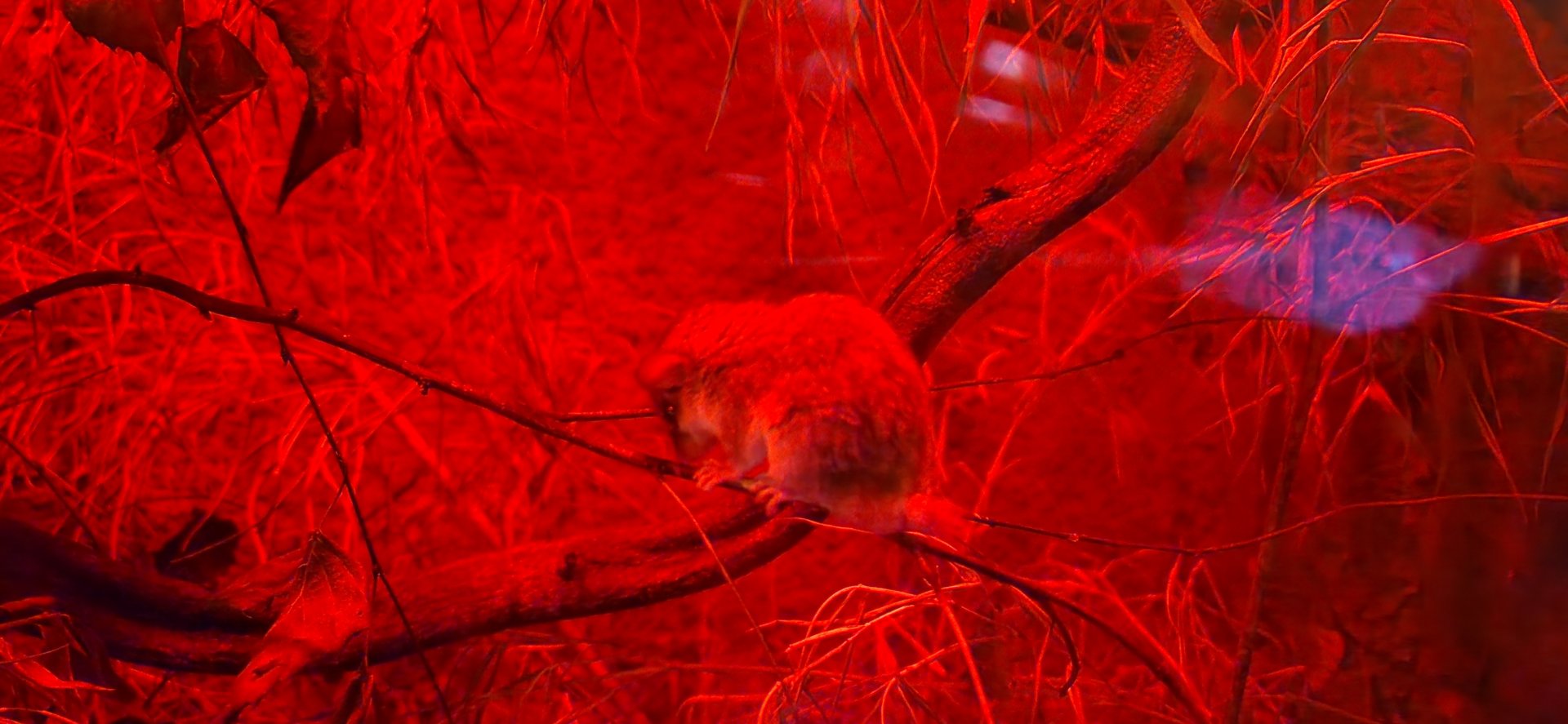 Forest African dormouse