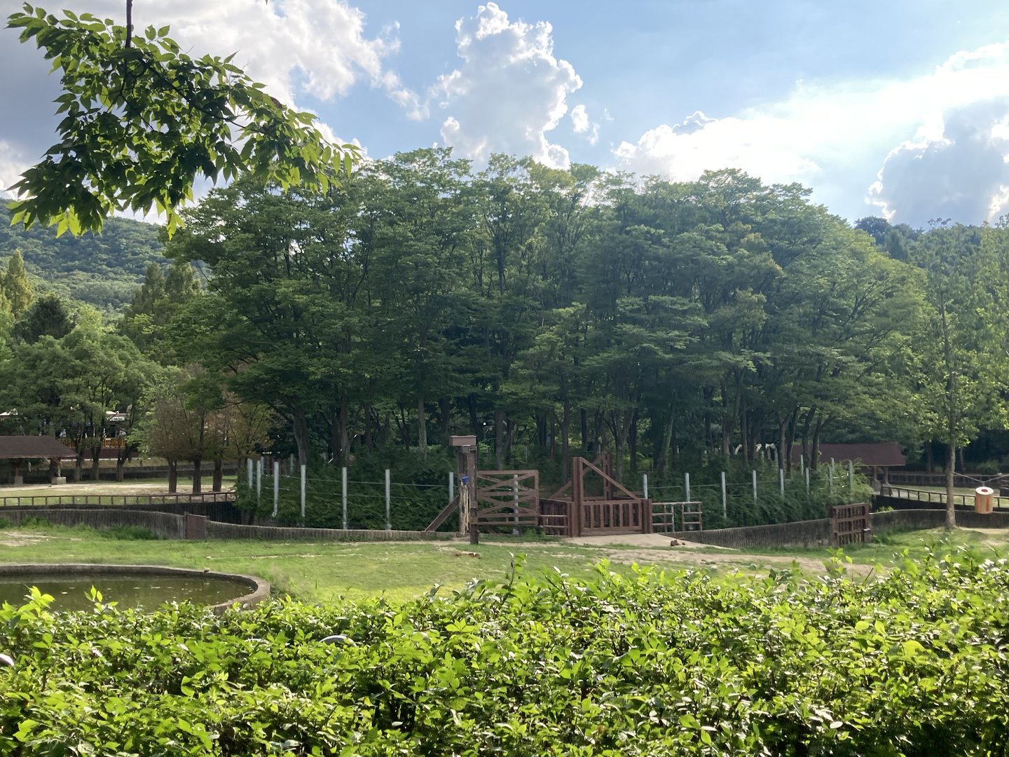 Forest area for elephants