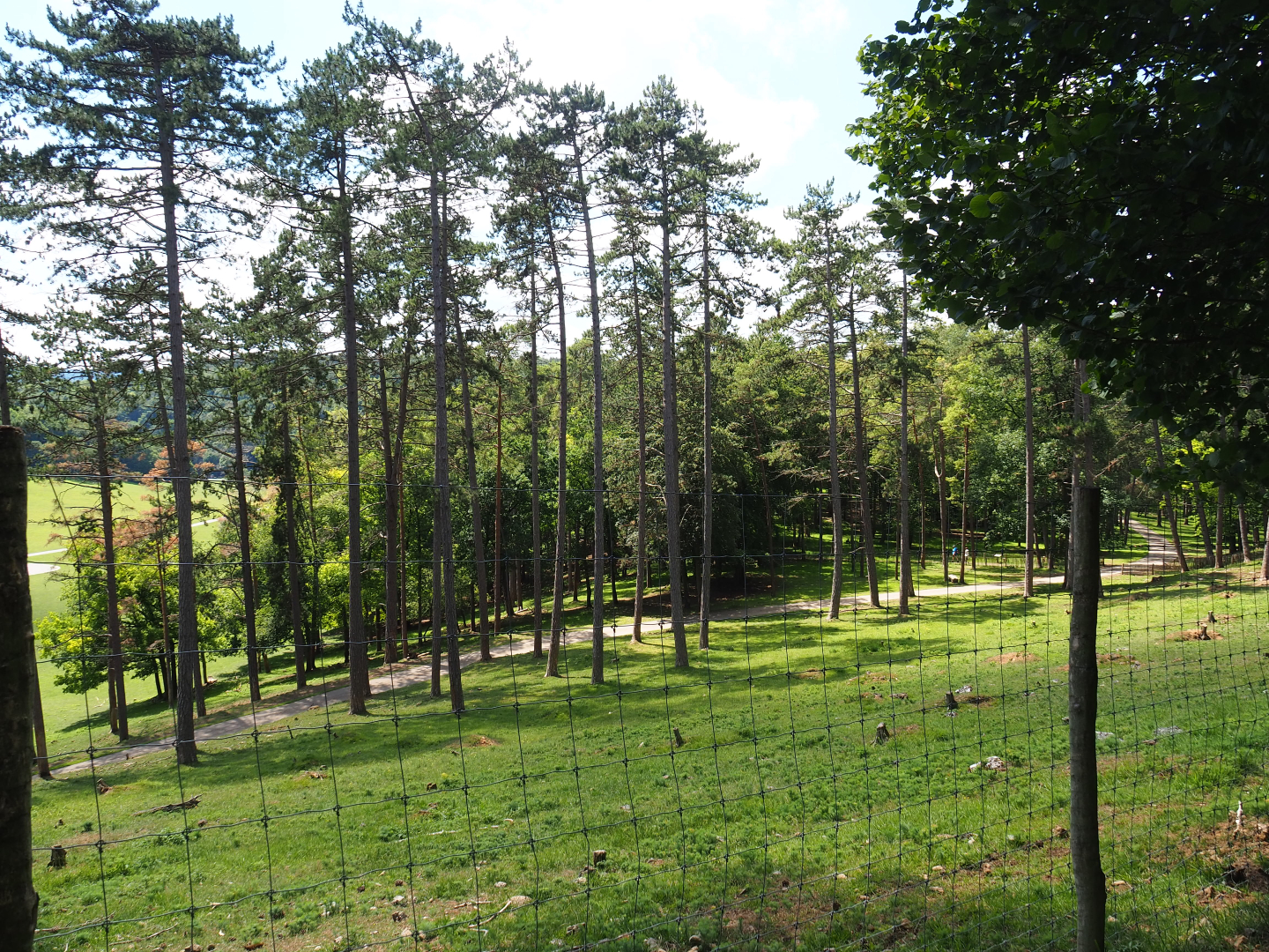 Forest area in the large mixed hoofstock paddock, 2020-07-12