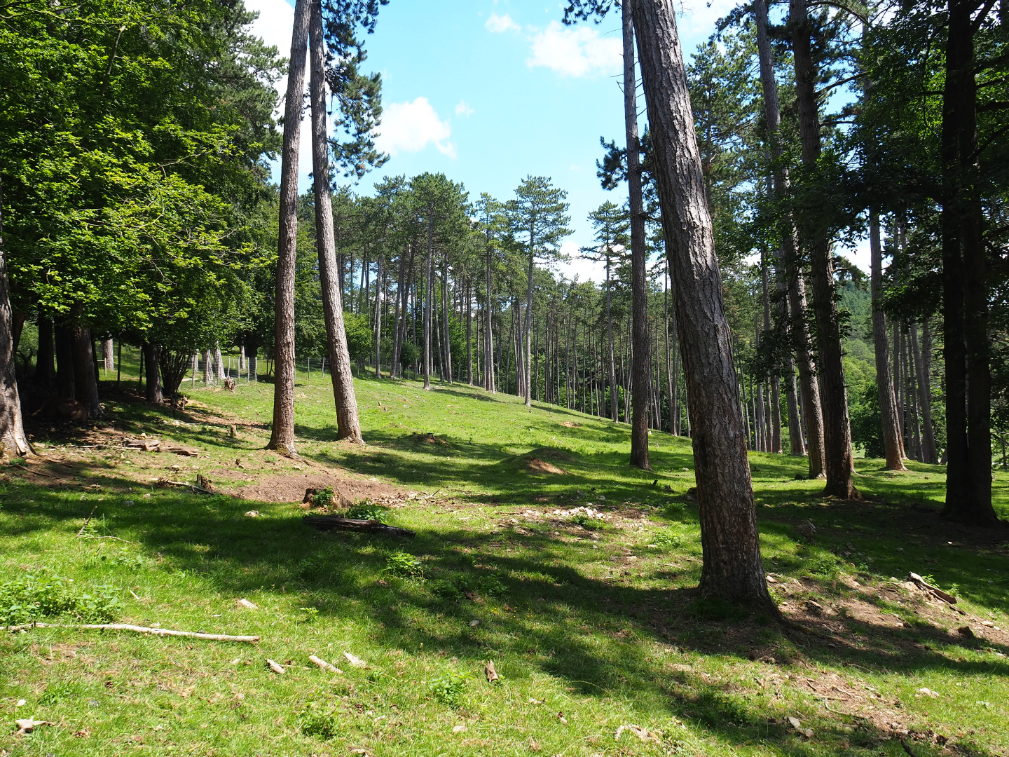 Forest area in the large mixed hoofstock paddock, 2020-07-12